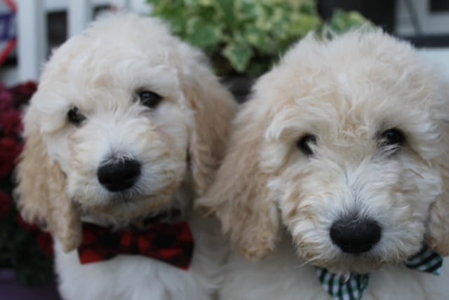 Puppies from January 2022