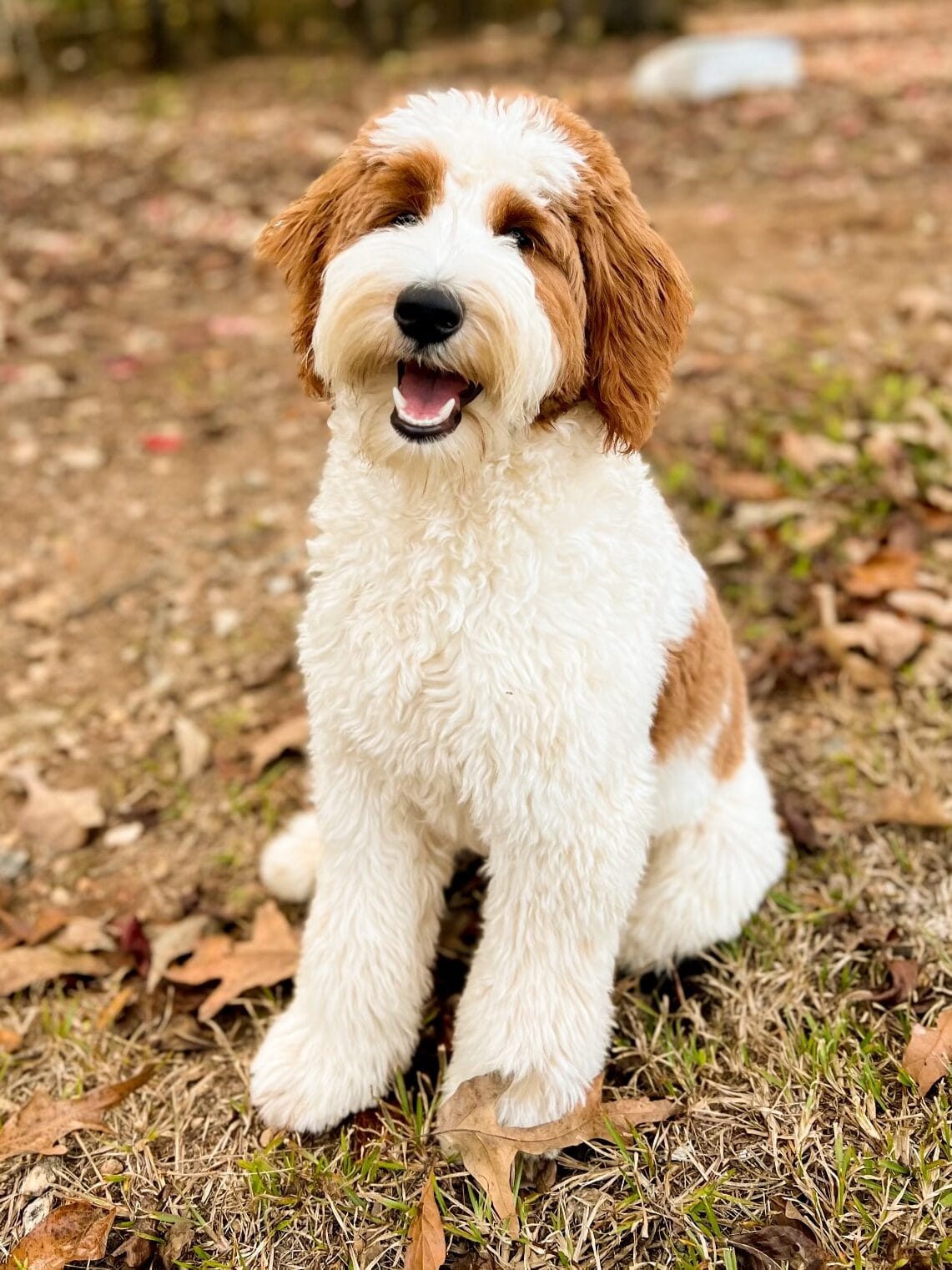 Zena