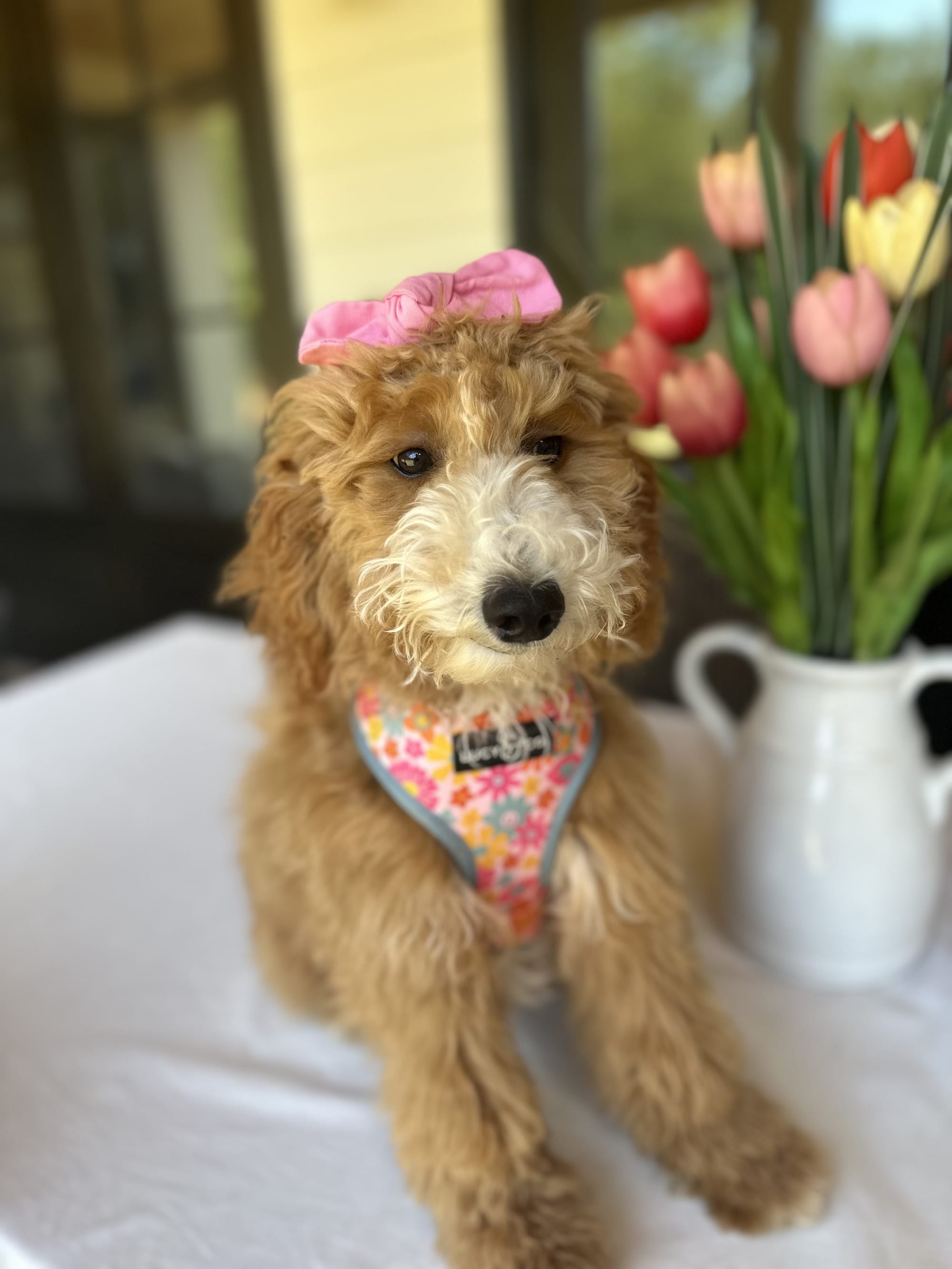 Stella