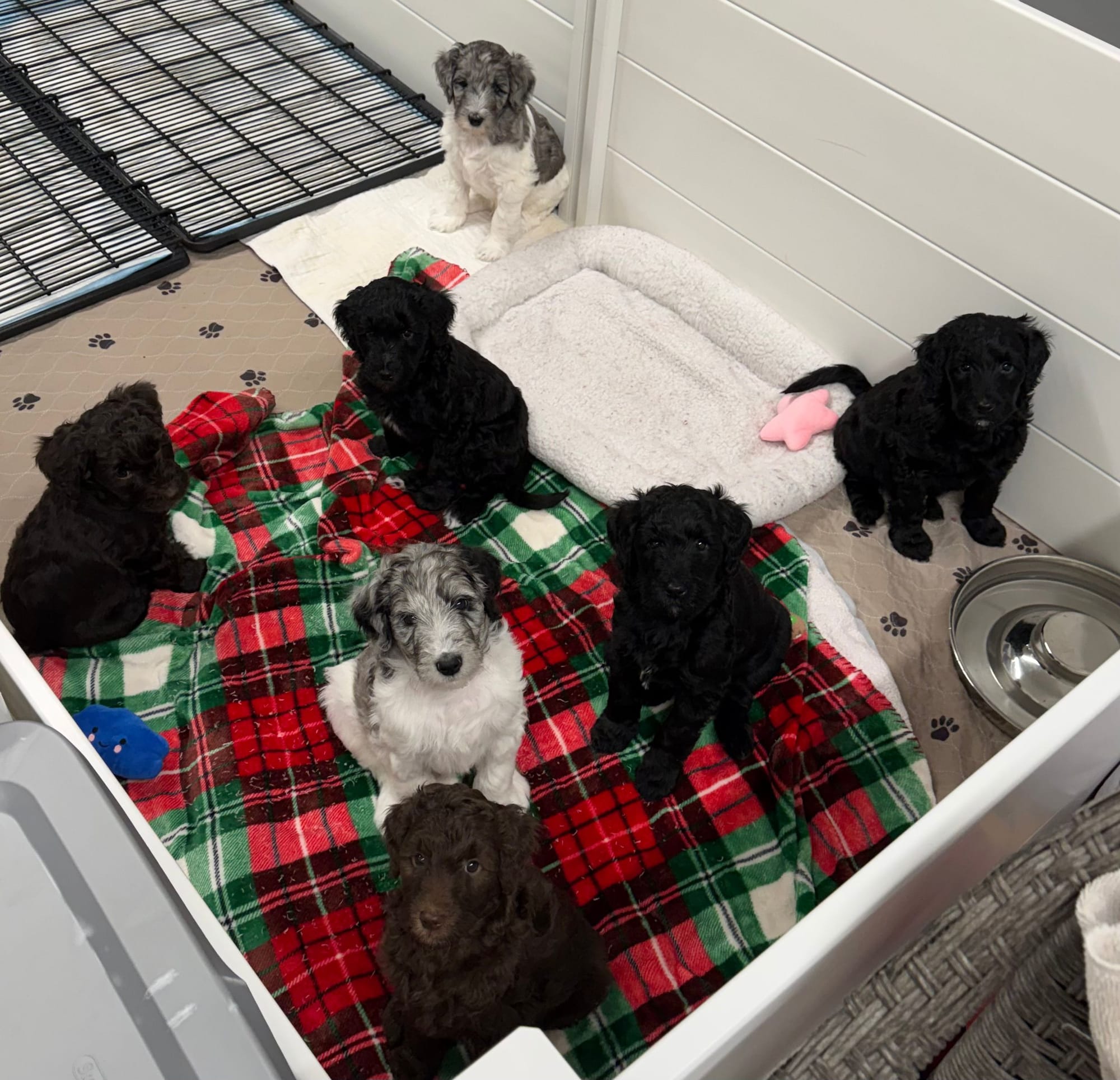 ZENA AND BLUEY'S MINI GOLDENDOODLE PAST LITTER PUPPIES