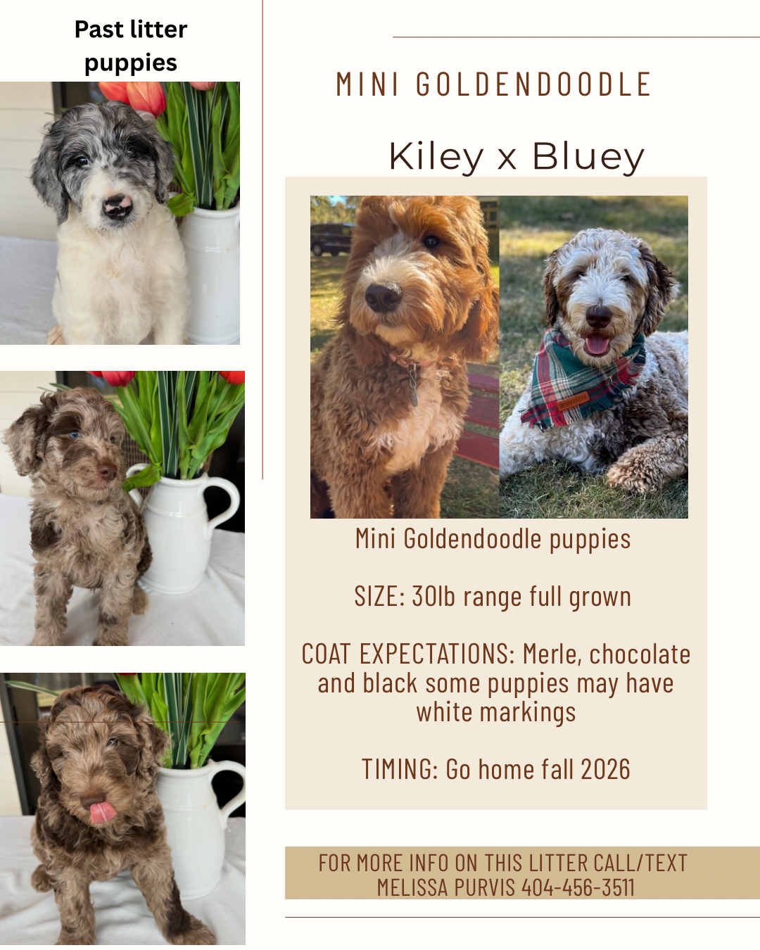 Kiley and Bluey's mini goldendoodle puppies (GO HOME AUGUST 2026)