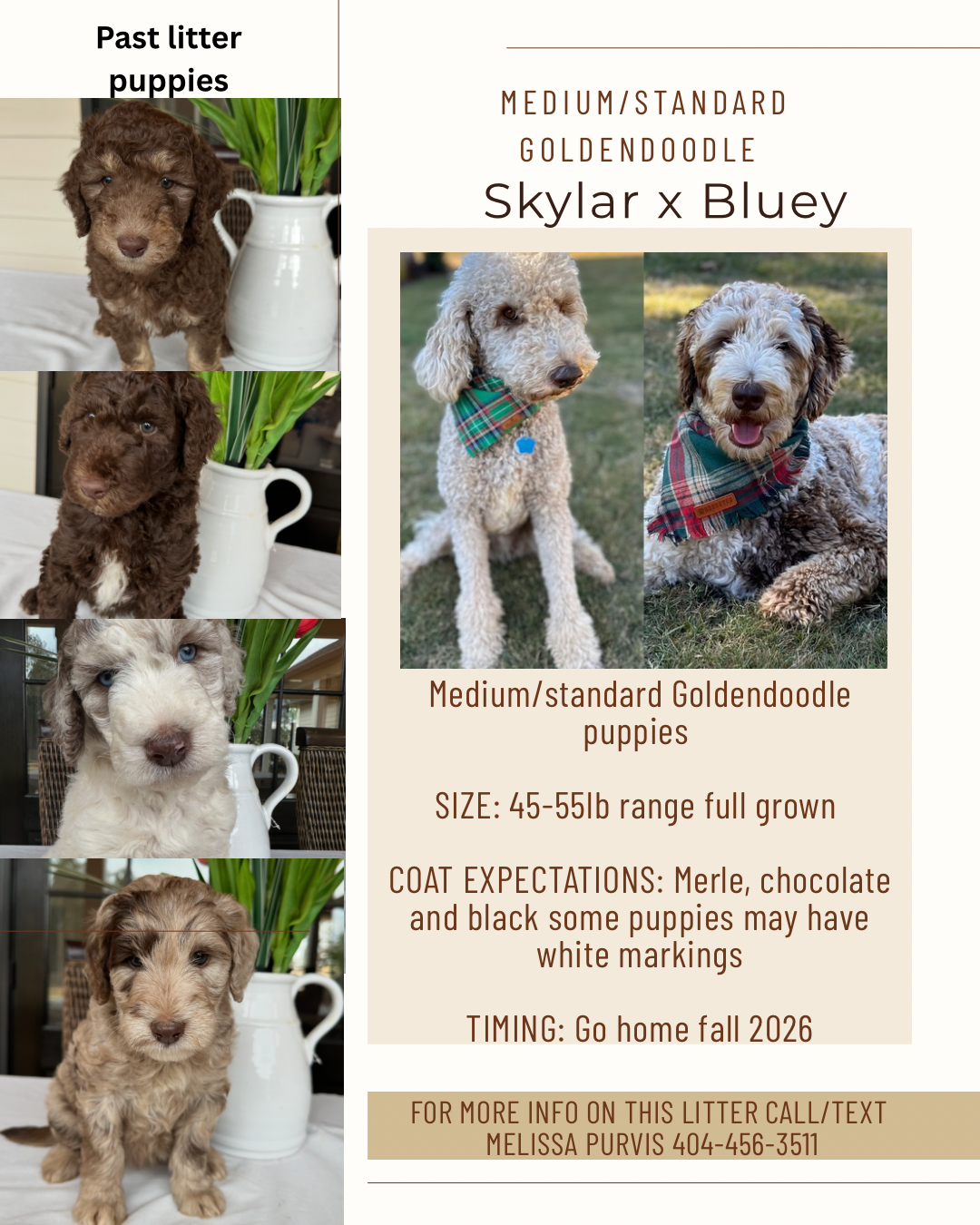 Skylar and Bluey's medium/standard puppies (Go home AUGUST/SEPTEMBER 2026)
