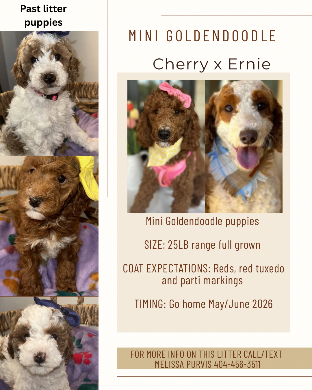 Cherry and Ernie's mini goldendoodle puppies (GO HOME JUNE 2026)