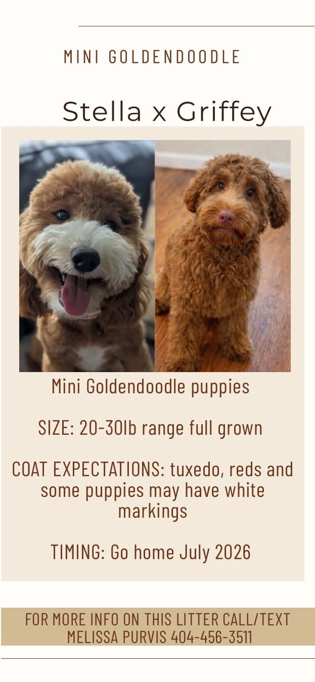 Stella and Griffey's mini goldendoodle puppies (go home July 11th 2026)