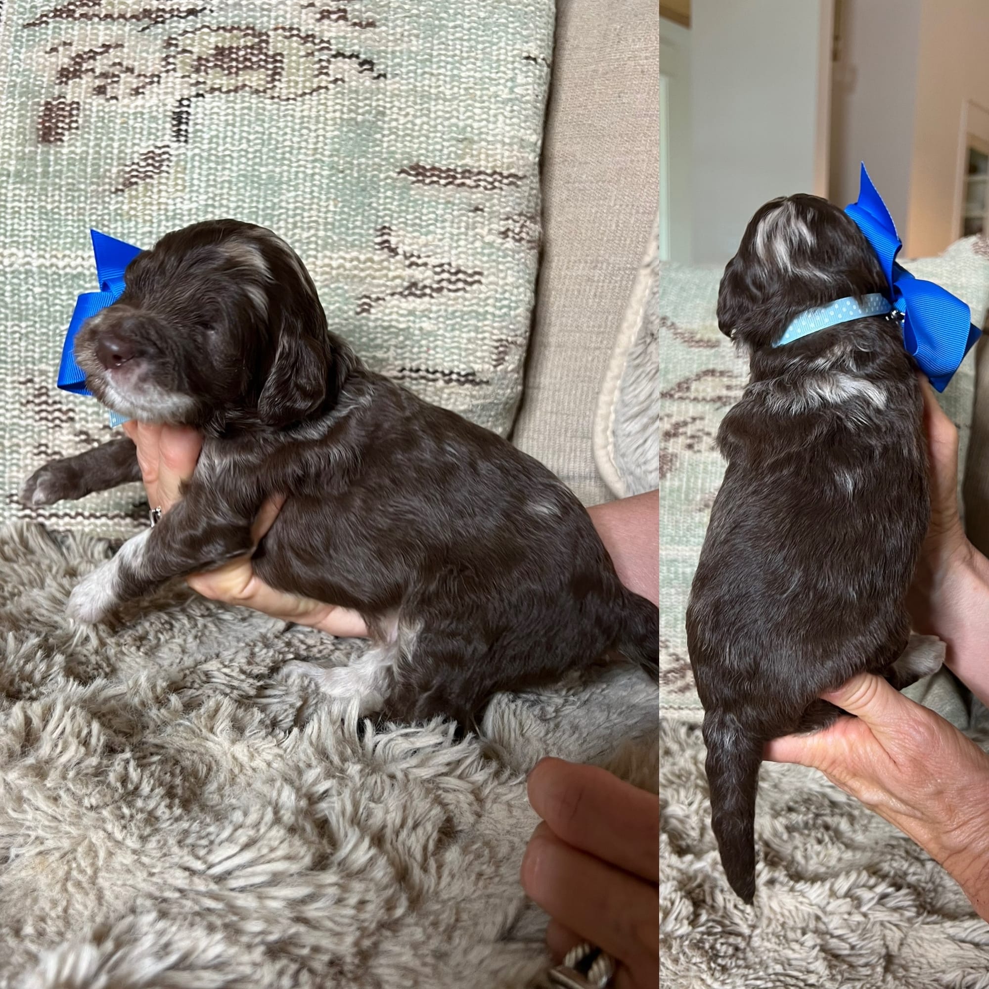 Bella and Bluey's medium/standard goldendoodle puppies (GO HOME JUNE 2026)