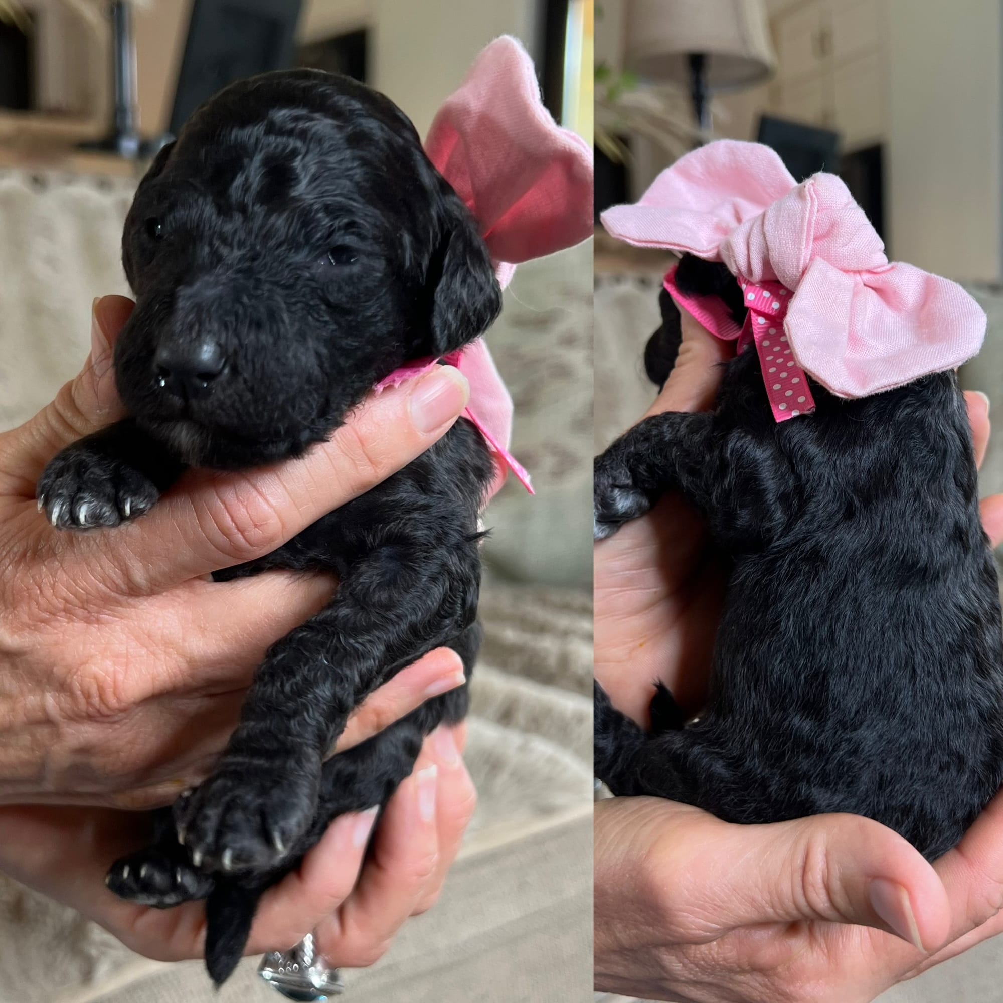 Bella and Bluey's medium/standard goldendoodle puppies (GO HOME JUNE 2026)