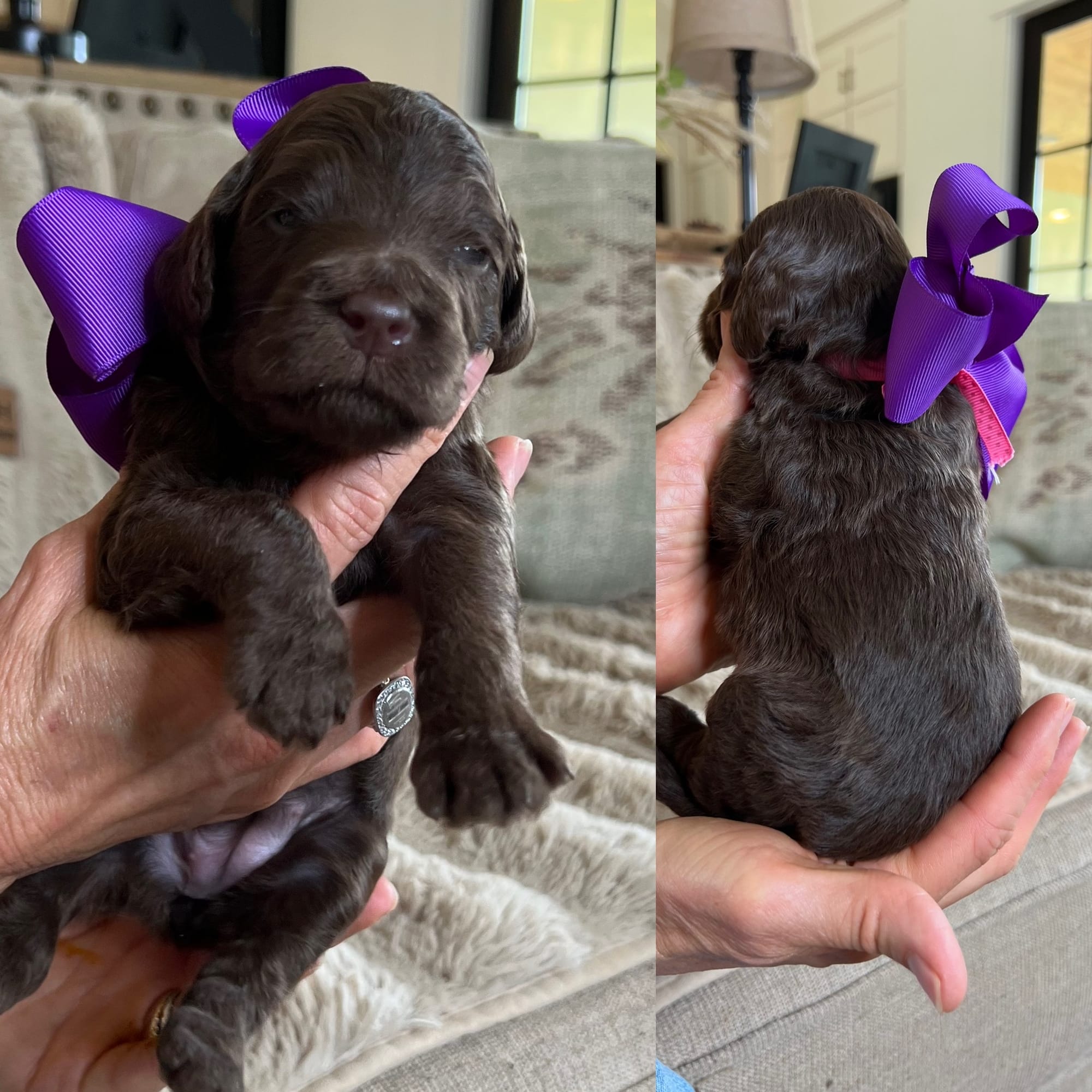 Bella and Bluey's medium/standard goldendoodle puppies (GO HOME JUNE 2026)