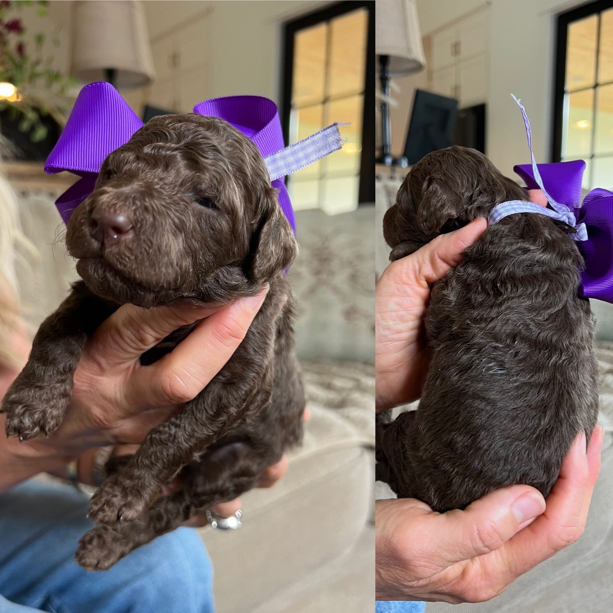 Bella and Bluey's medium/standard goldendoodle puppies (GO HOME JUNE 2026)