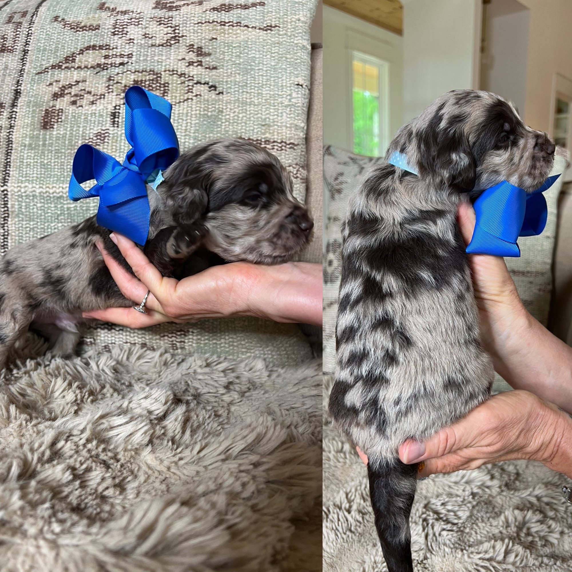 Bella and Bluey's medium/standard goldendoodle puppies (GO HOME JUNE 2026)