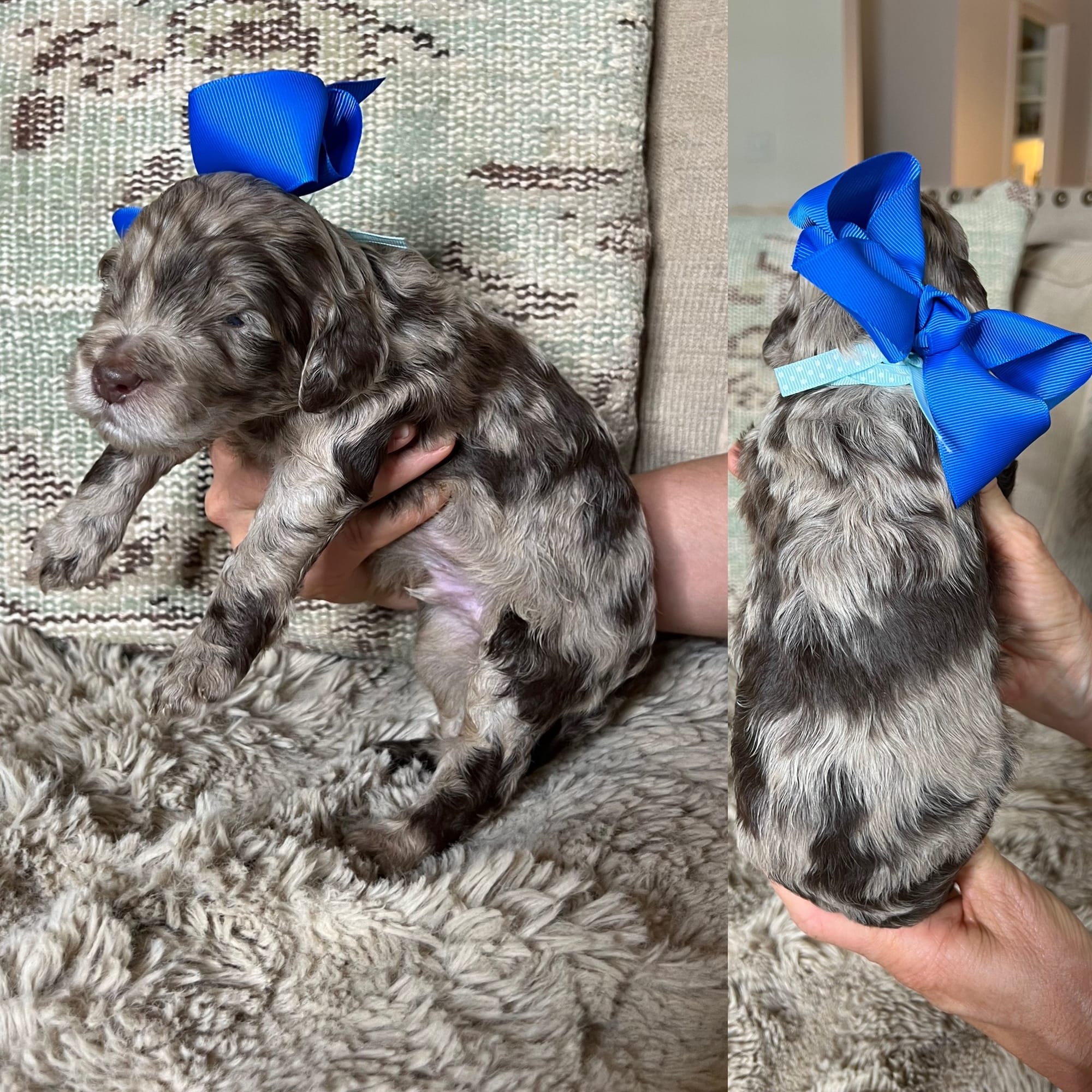 Bella and Bluey's medium/standard goldendoodle puppies (GO HOME JUNE 2026)