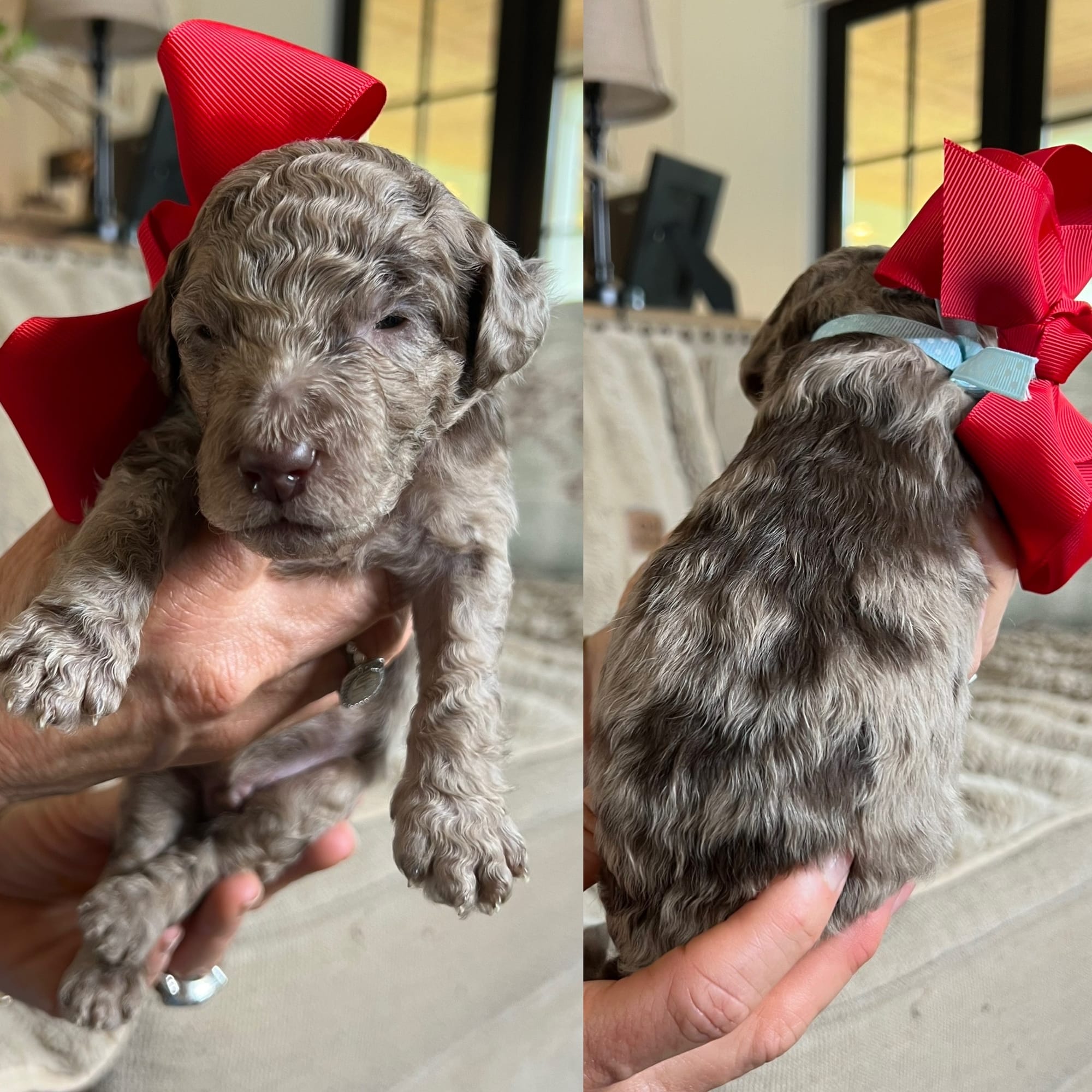 Bella and Bluey's medium/standard goldendoodle puppies (GO HOME JUNE 2026)