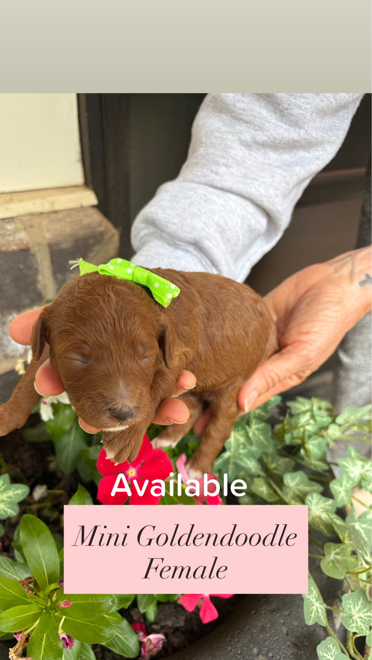 Cherry and Ernie's mini goldendoodle puppies (GO HOME JUNE 2026)