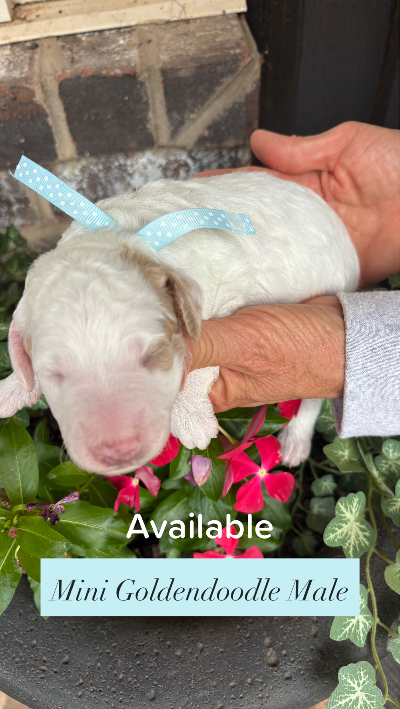 Cherry and Ernie's mini goldendoodle puppies (GO HOME JUNE 2026)