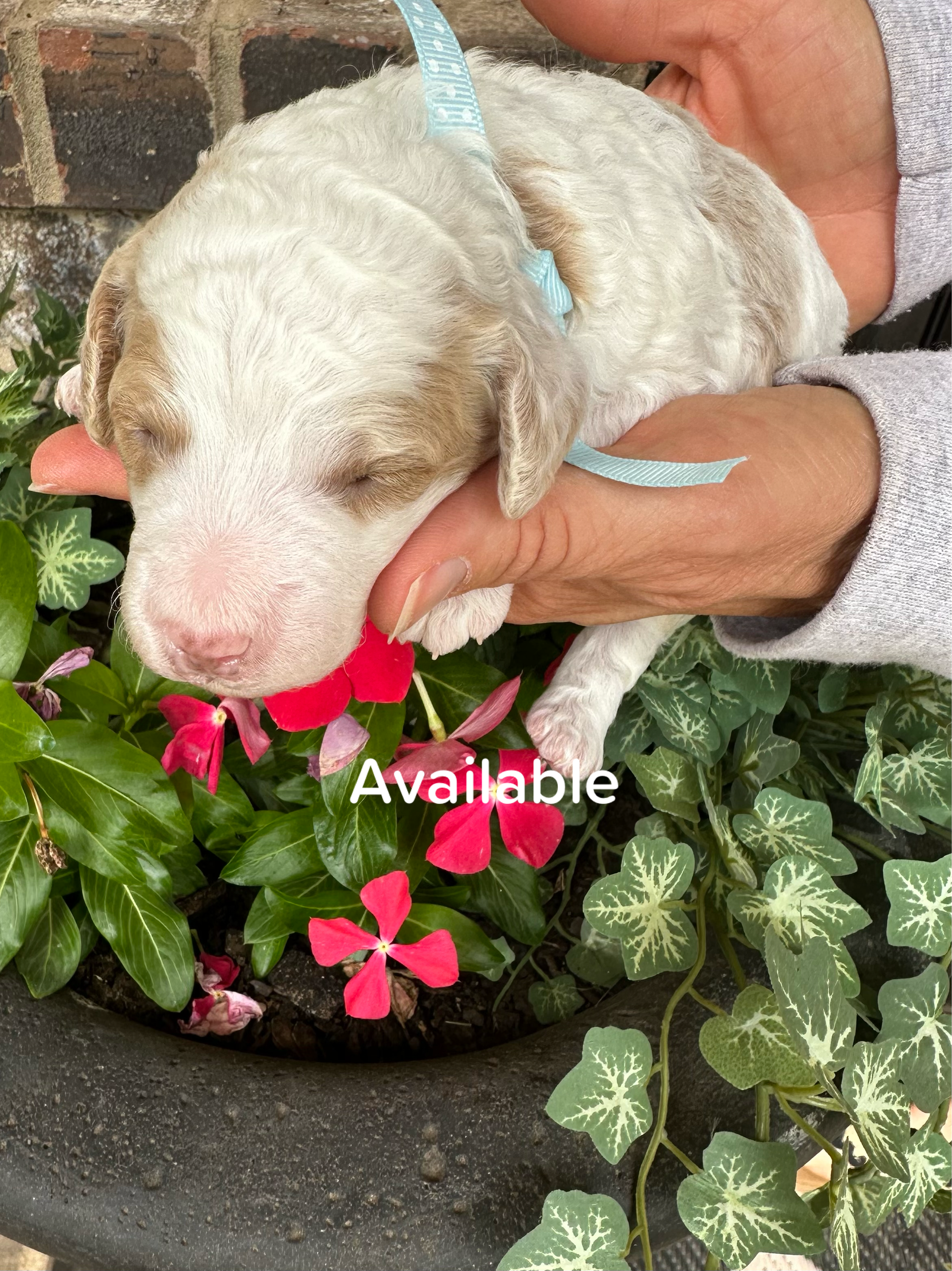 Cherry and Ernie's mini goldendoodle puppies (GO HOME JUNE 2026)