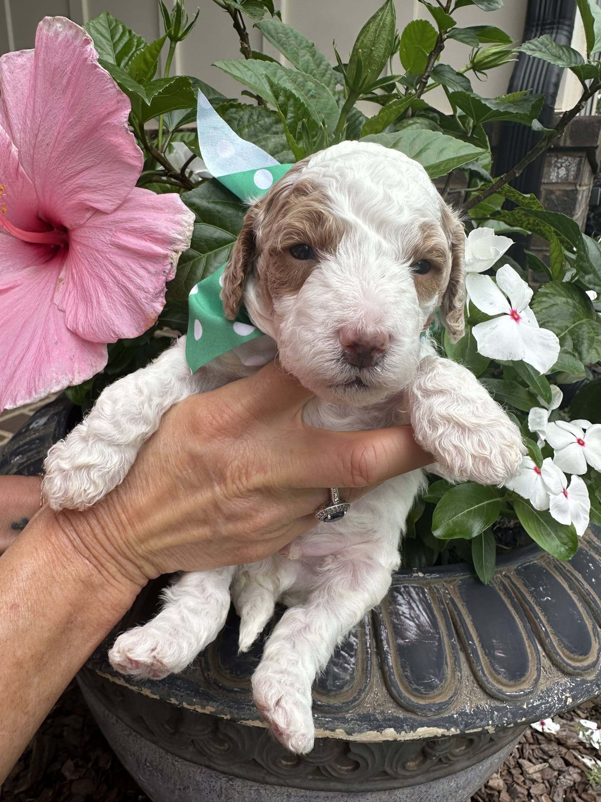 Cherry and Ernie's mini goldendoodle puppies (GO HOME JUNE 2026)