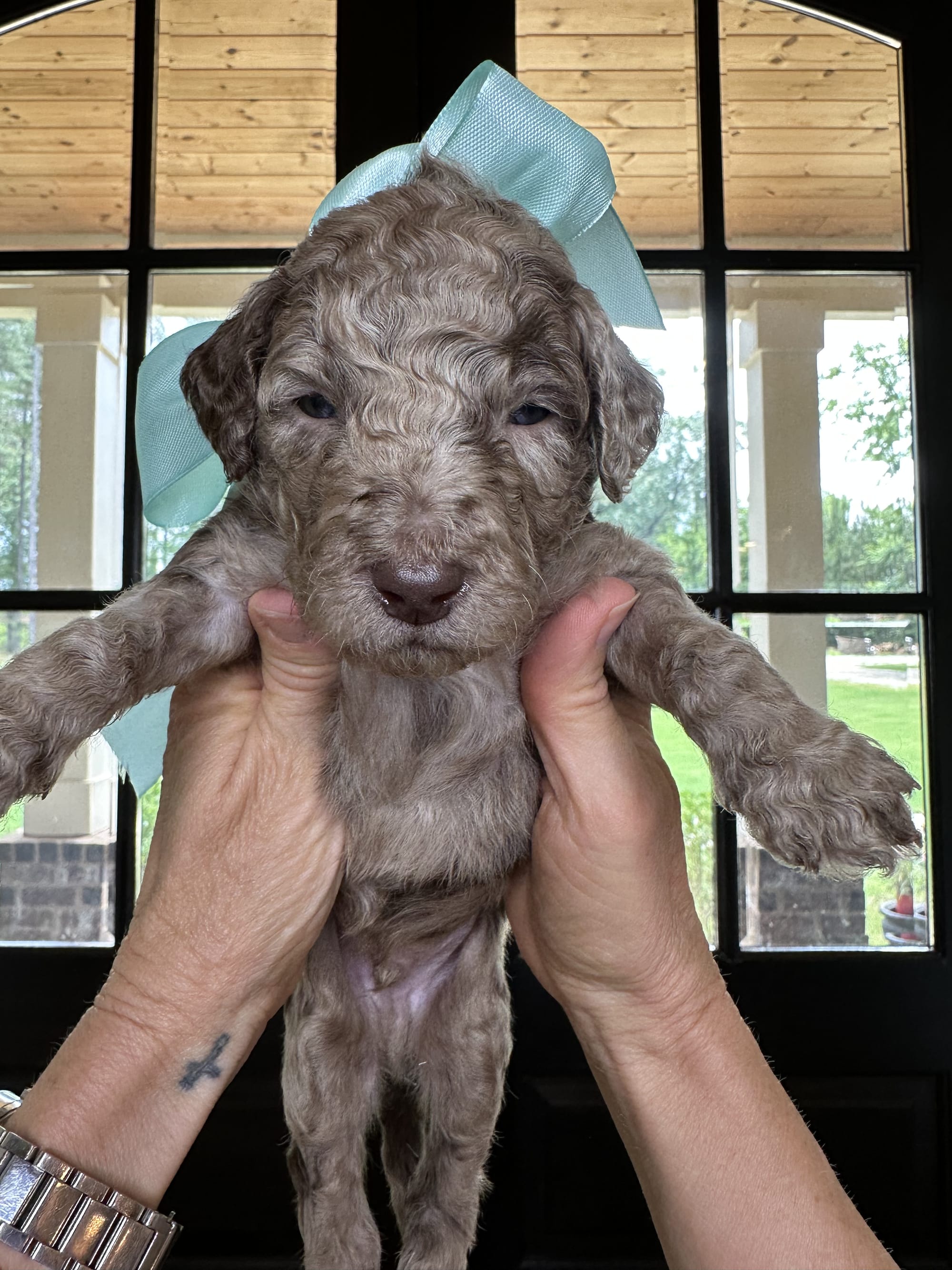 Bella's MALE MEDIUM GOLDENDOODLE SHORE photo