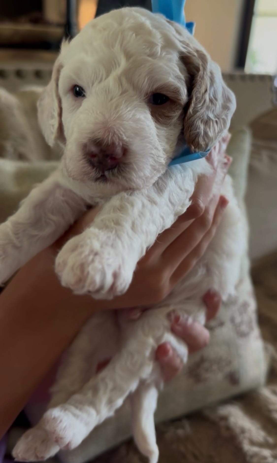 Cherry's MALE MINI GOLDENDOODLE TANGO