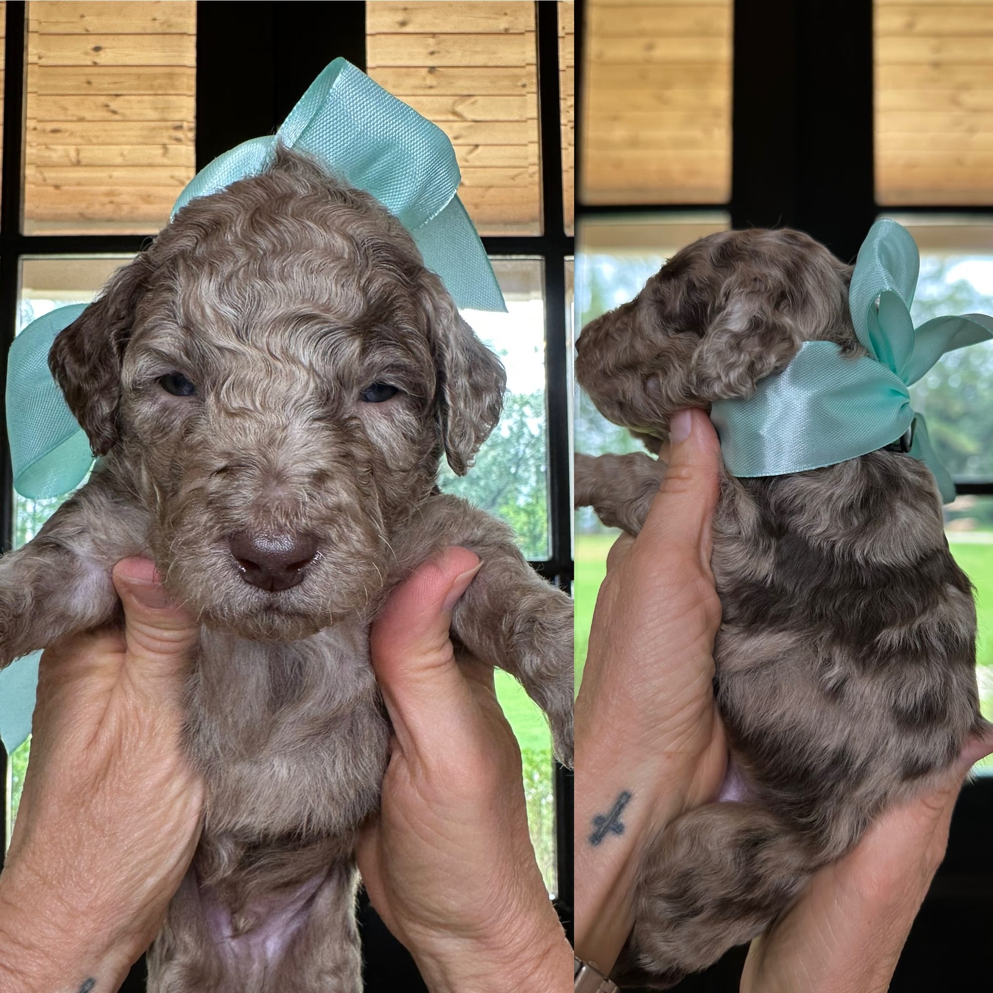 Bella and Bluey's medium/standard goldendoodle puppies (GO HOME JUNE 2026)