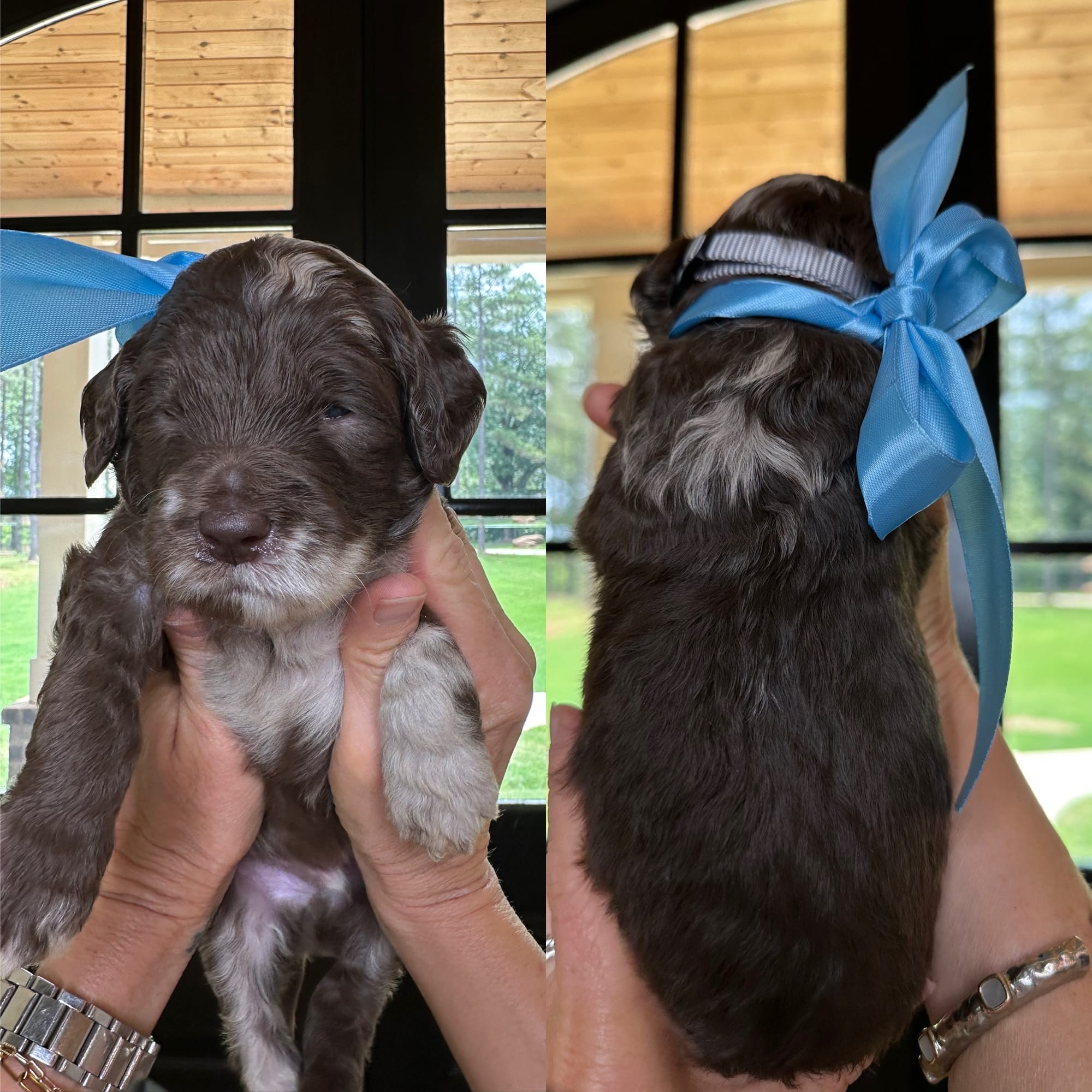 Bella and Bluey's medium/standard goldendoodle puppies (GO HOME JUNE 2026)