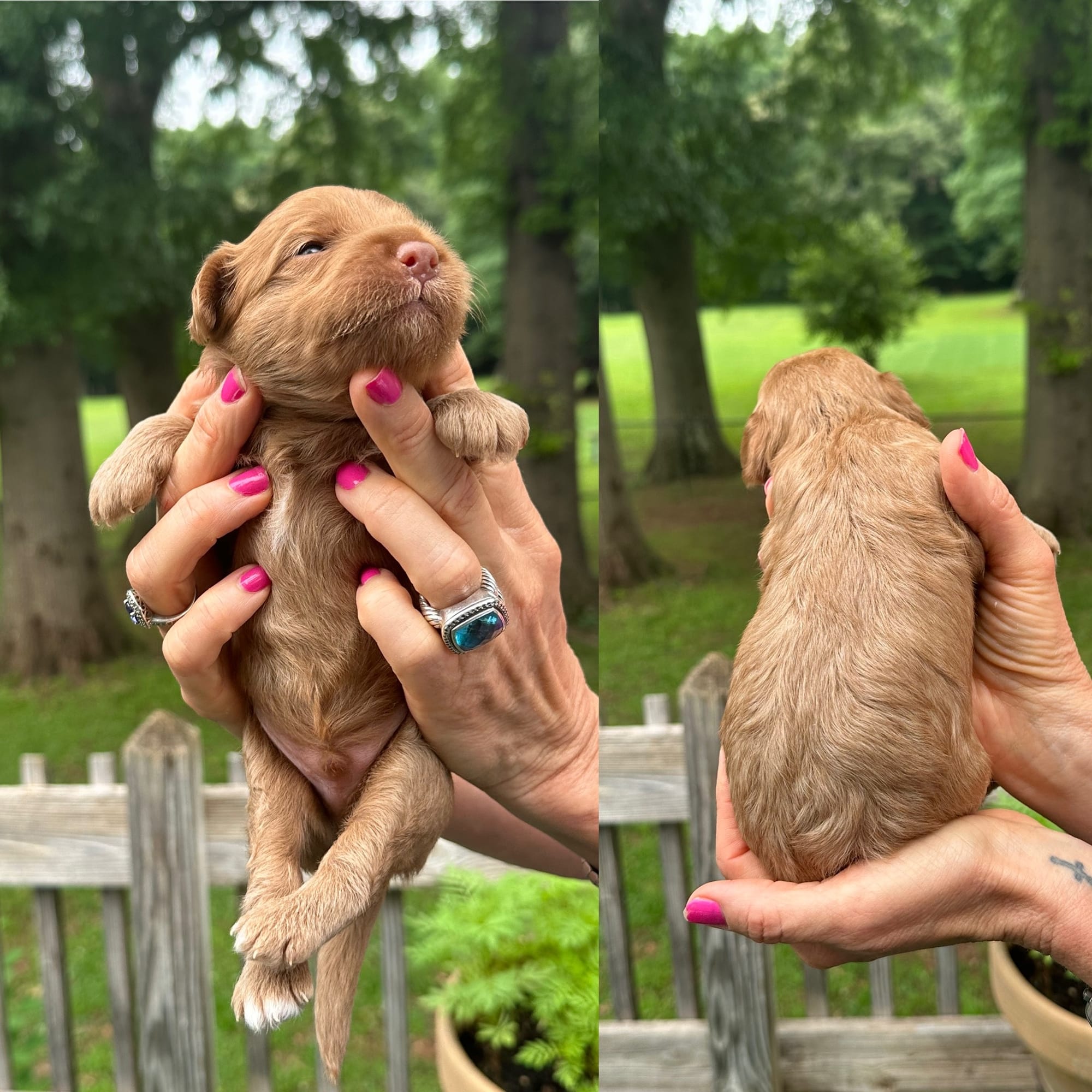 Stella's MALE MINI GOLDENDOODLE KASH photo