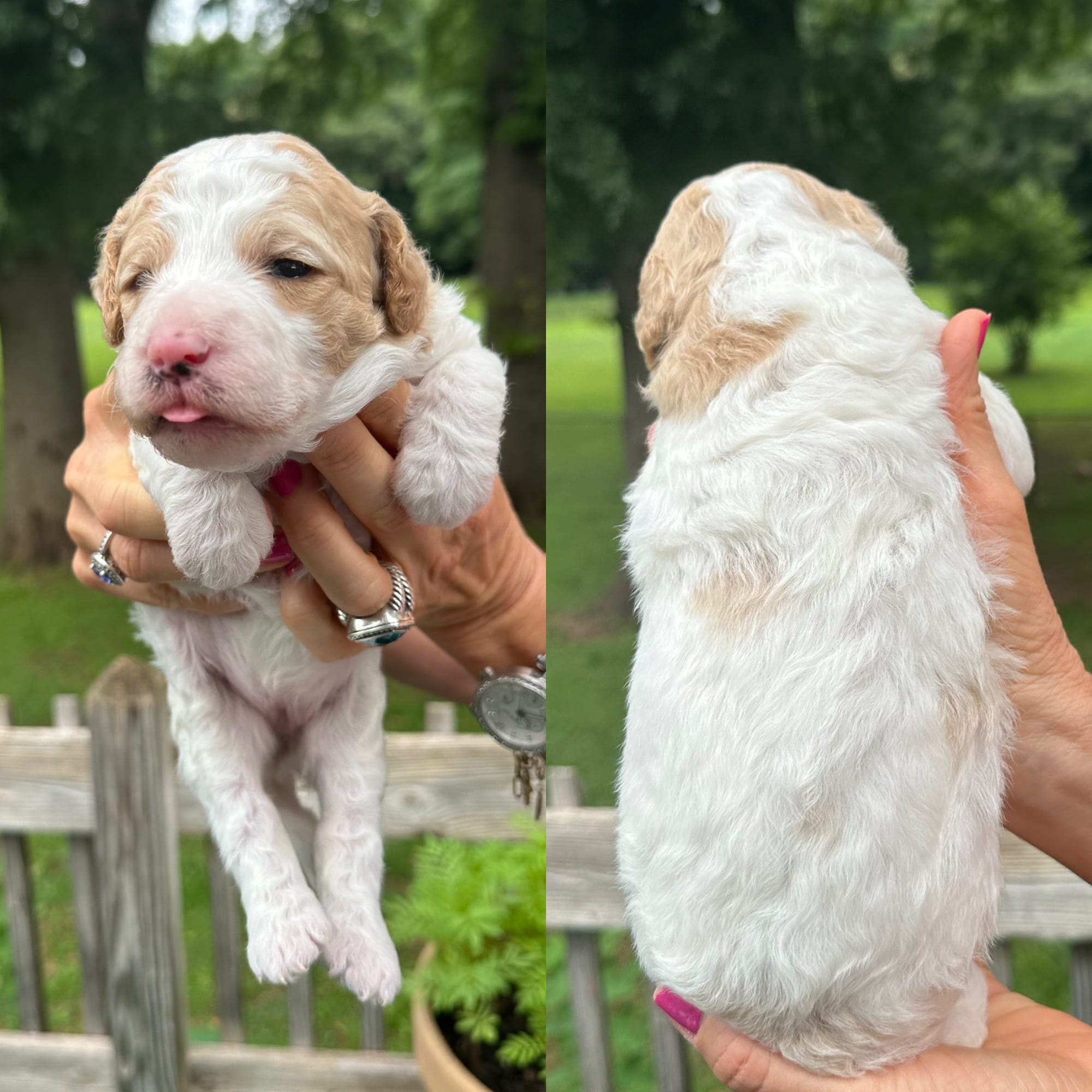 Sophie's FEMALE MINI GOLDENDOODLE CAPRI photo