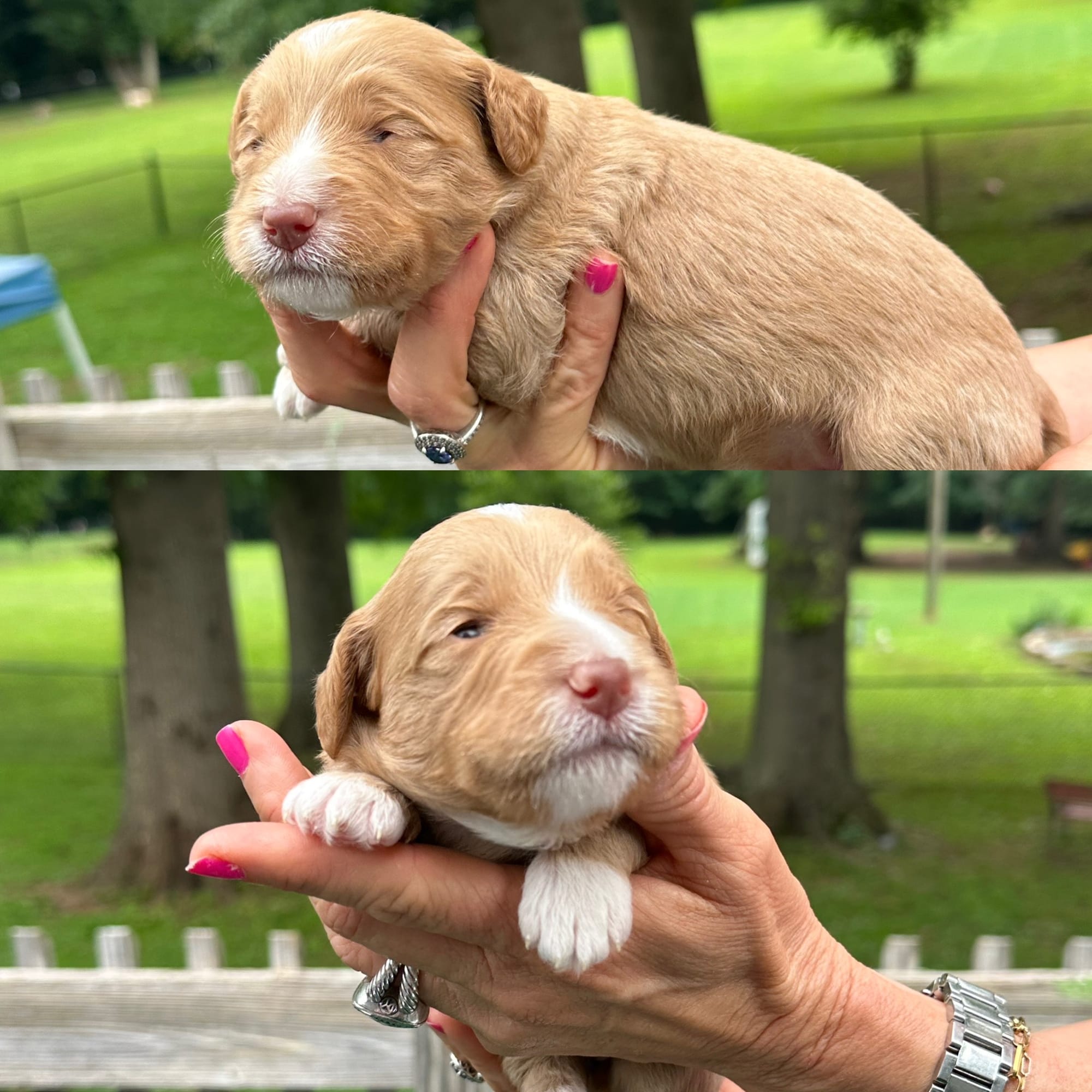 Stella and Griffey's mini goldendoodle puppies (go home July 11th 2026)