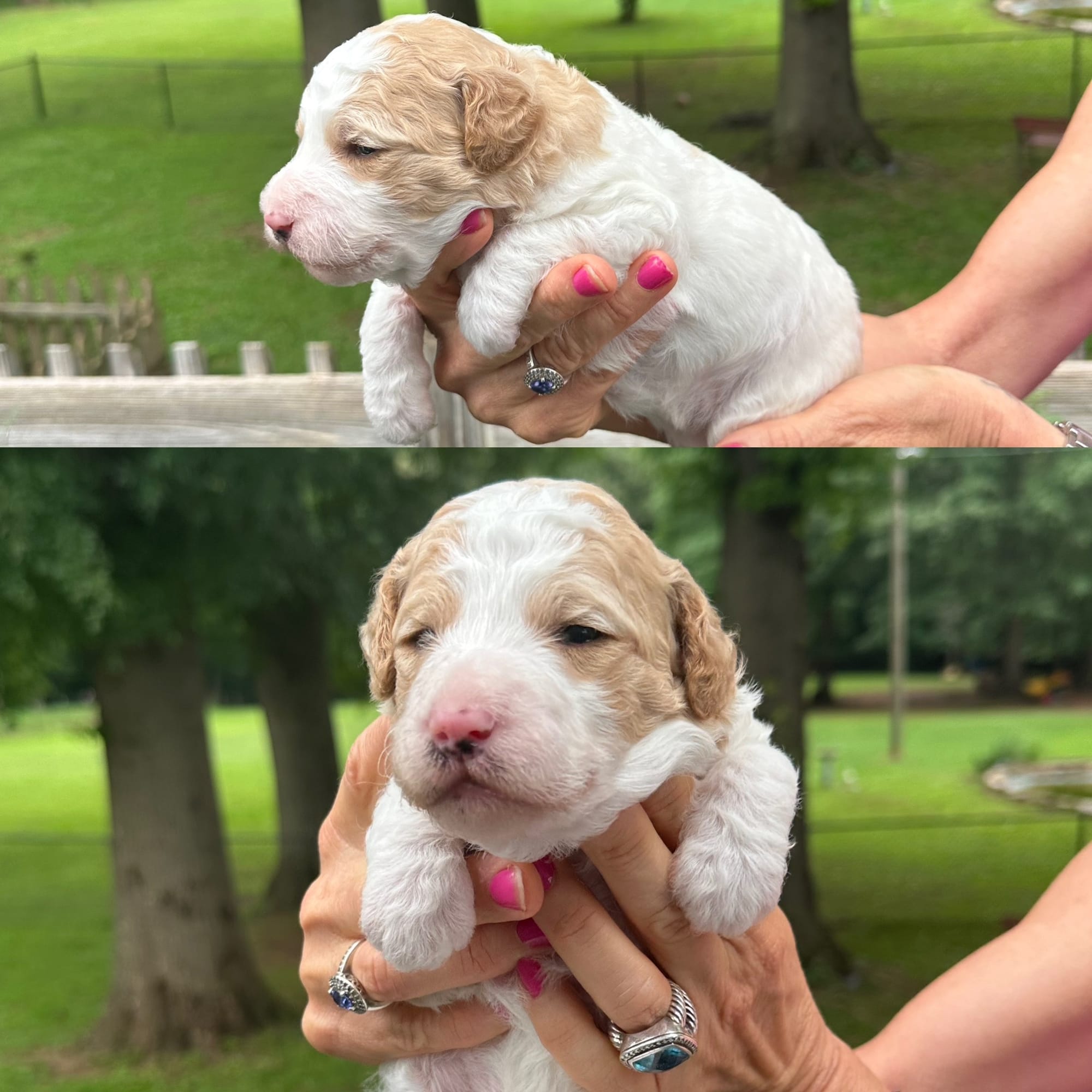 Sophie's FEMALE MINI GOLDENDOODLE CAPRI
