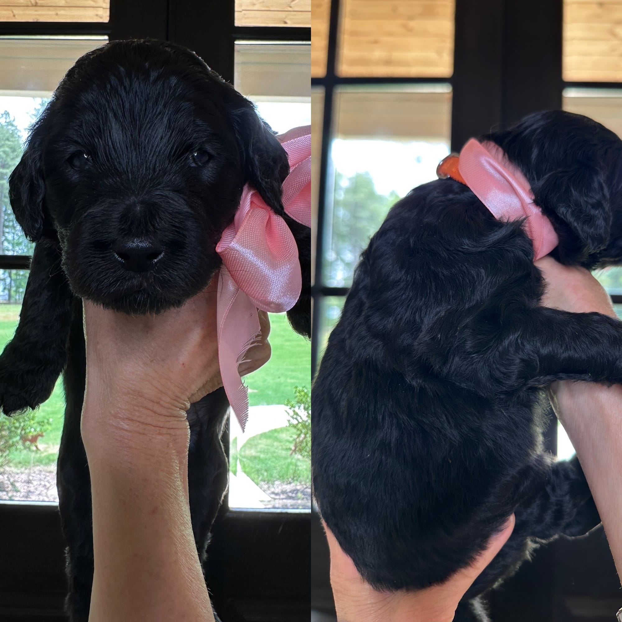 Bella and Bluey's medium/standard goldendoodle puppies (GO HOME JUNE 2026)
