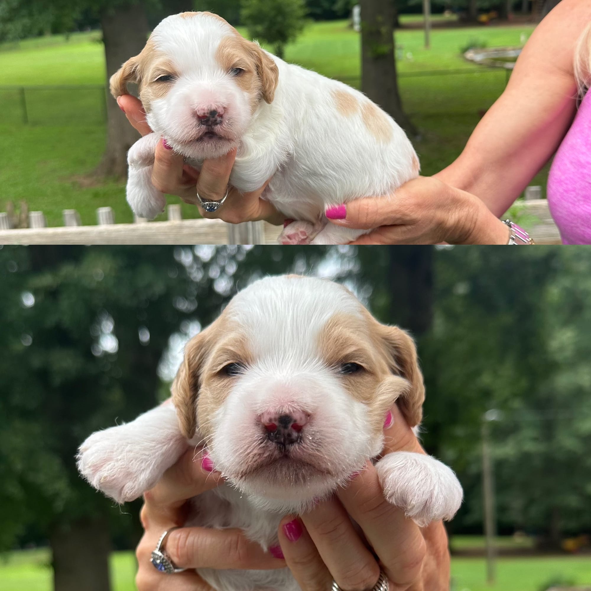 Sophie's MALE MINI GOLDENDOODLE COAST