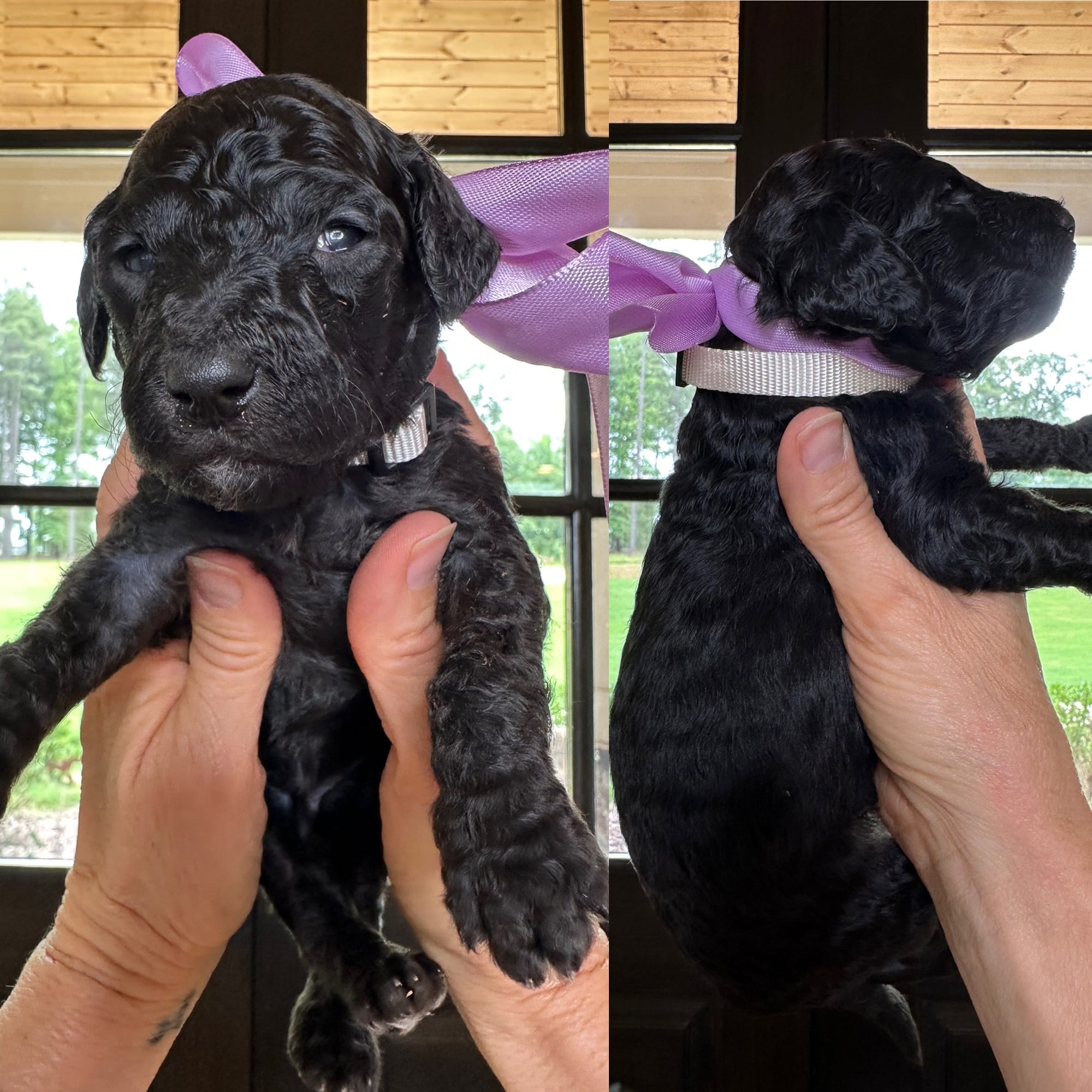 Bella and Bluey's medium/standard goldendoodle puppies (GO HOME JUNE 2026)