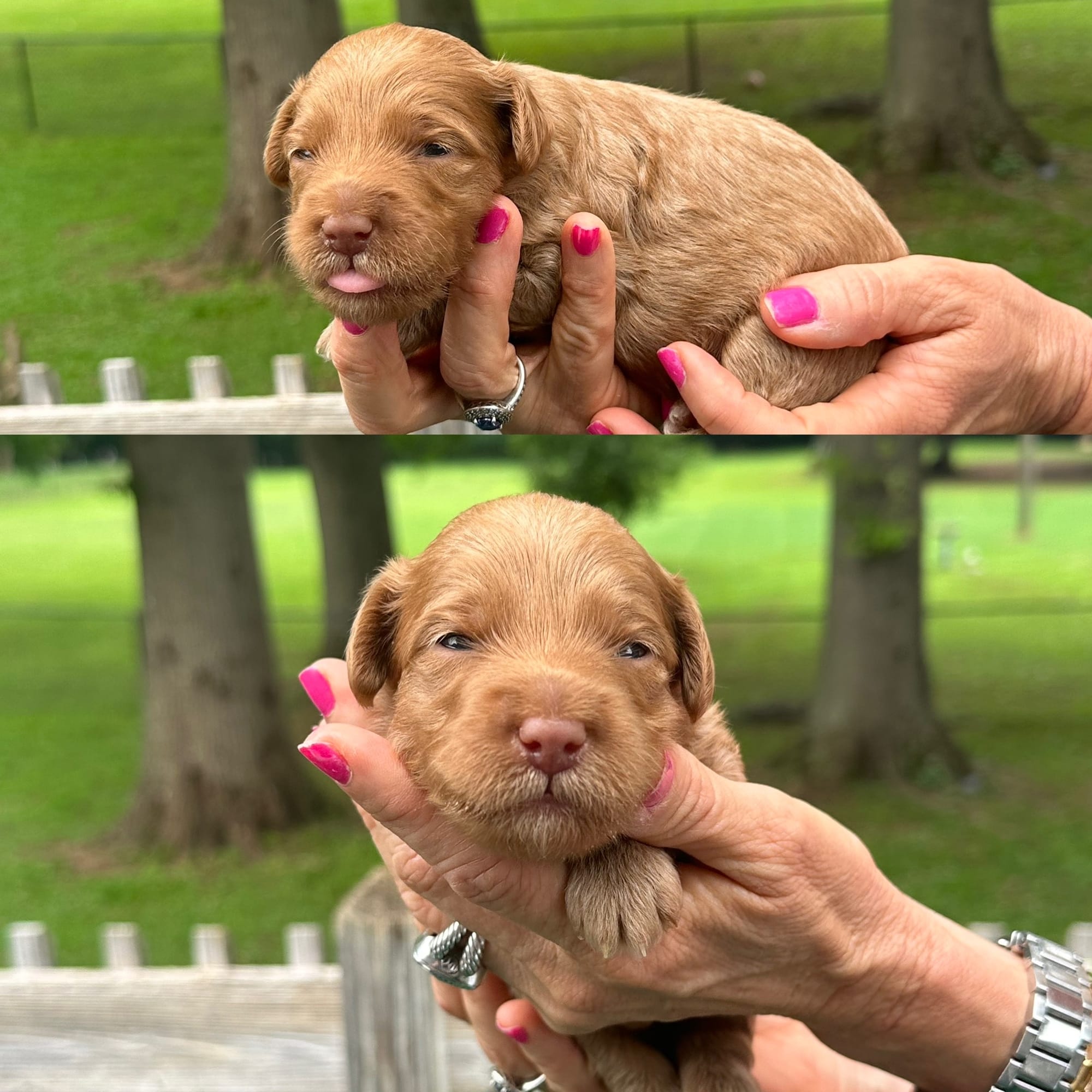 Stella's MALE MINI GOLDENDOODLE KASH