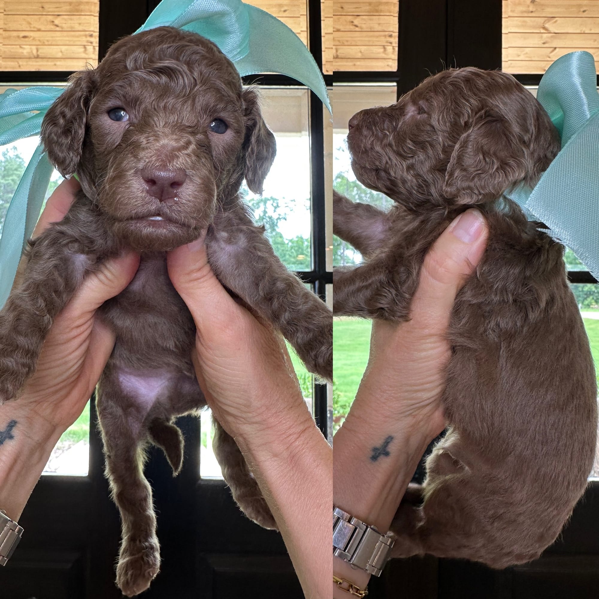 Bella and Bluey's medium/standard goldendoodle puppies (GO HOME JUNE 2026)