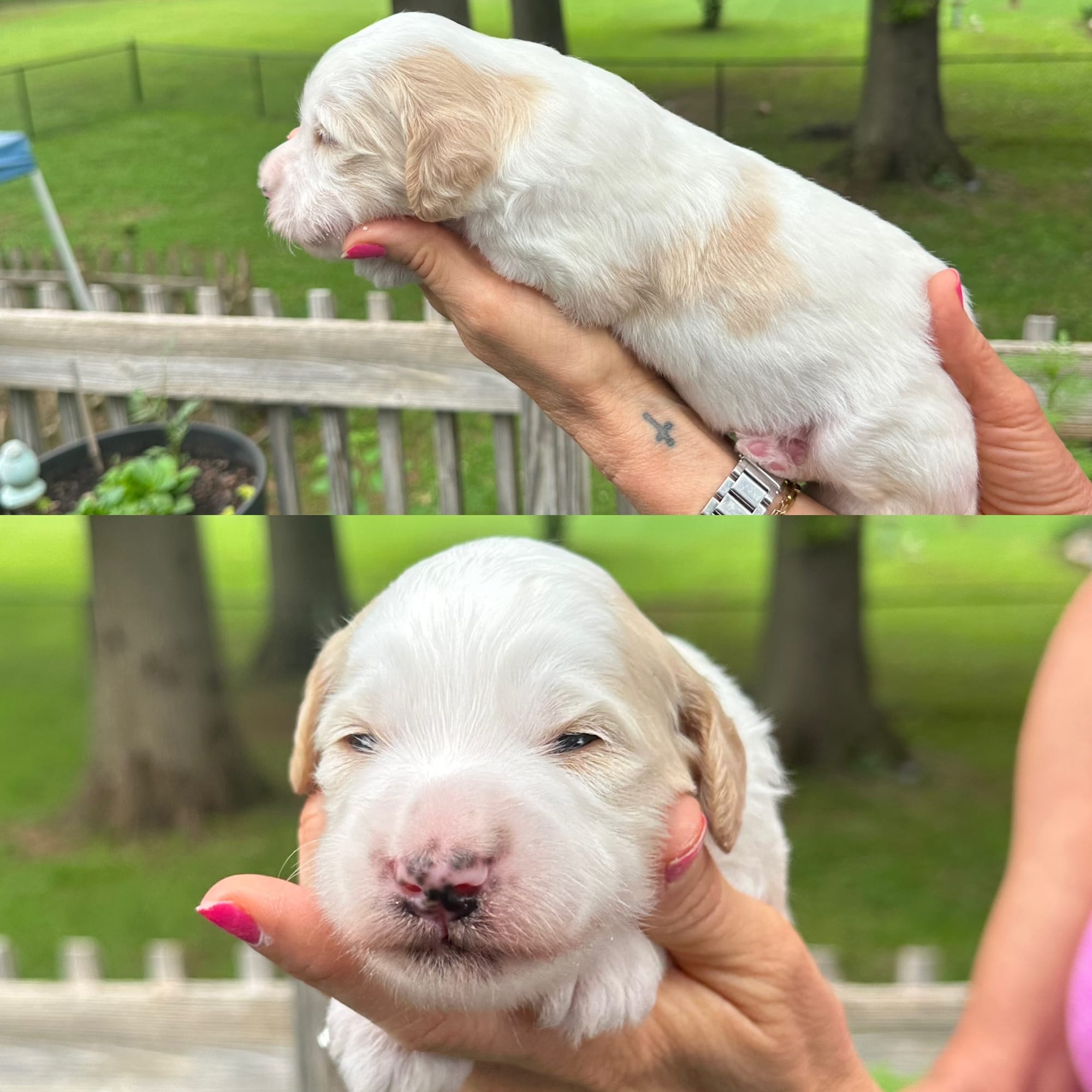 Sophie's MALE MINI GOLDENDOODLE COVE