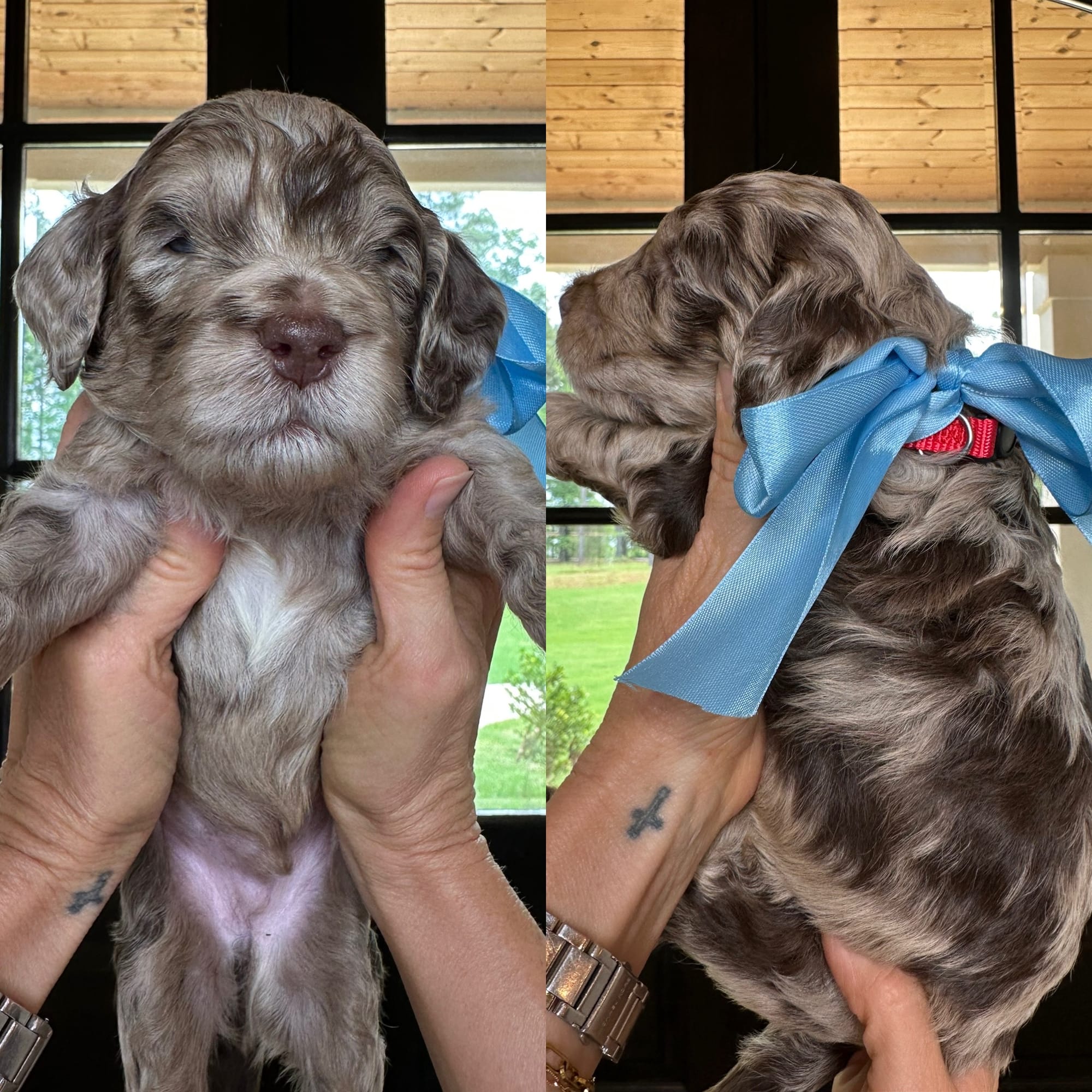Bella and Bluey's medium/standard goldendoodle puppies (GO HOME JUNE 2026)