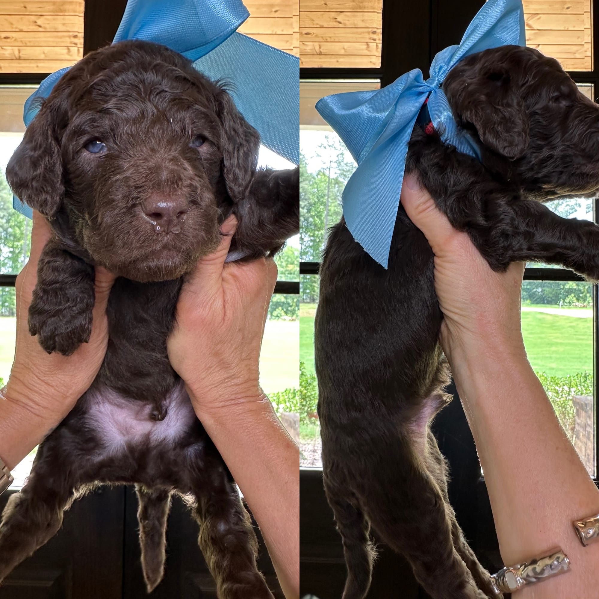 Bella and Bluey's medium/standard goldendoodle puppies (GO HOME JUNE 2026)