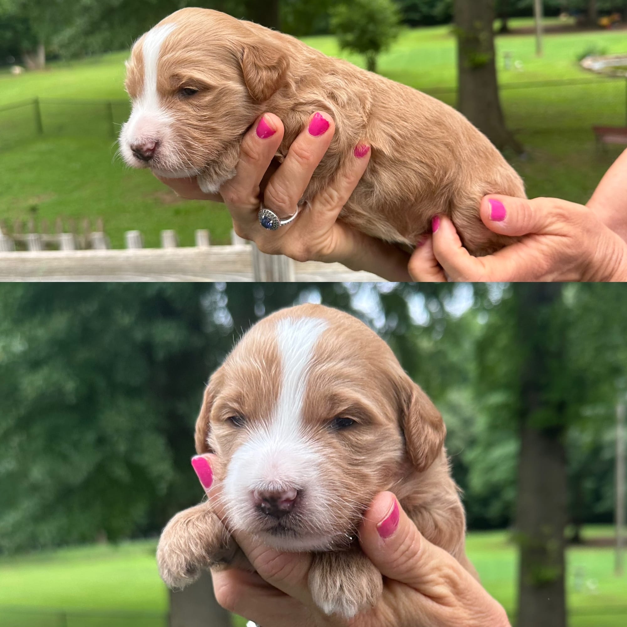 Sophie and Beau's mini goldendoodle puppies (GO HOME JULY 11th 2026)