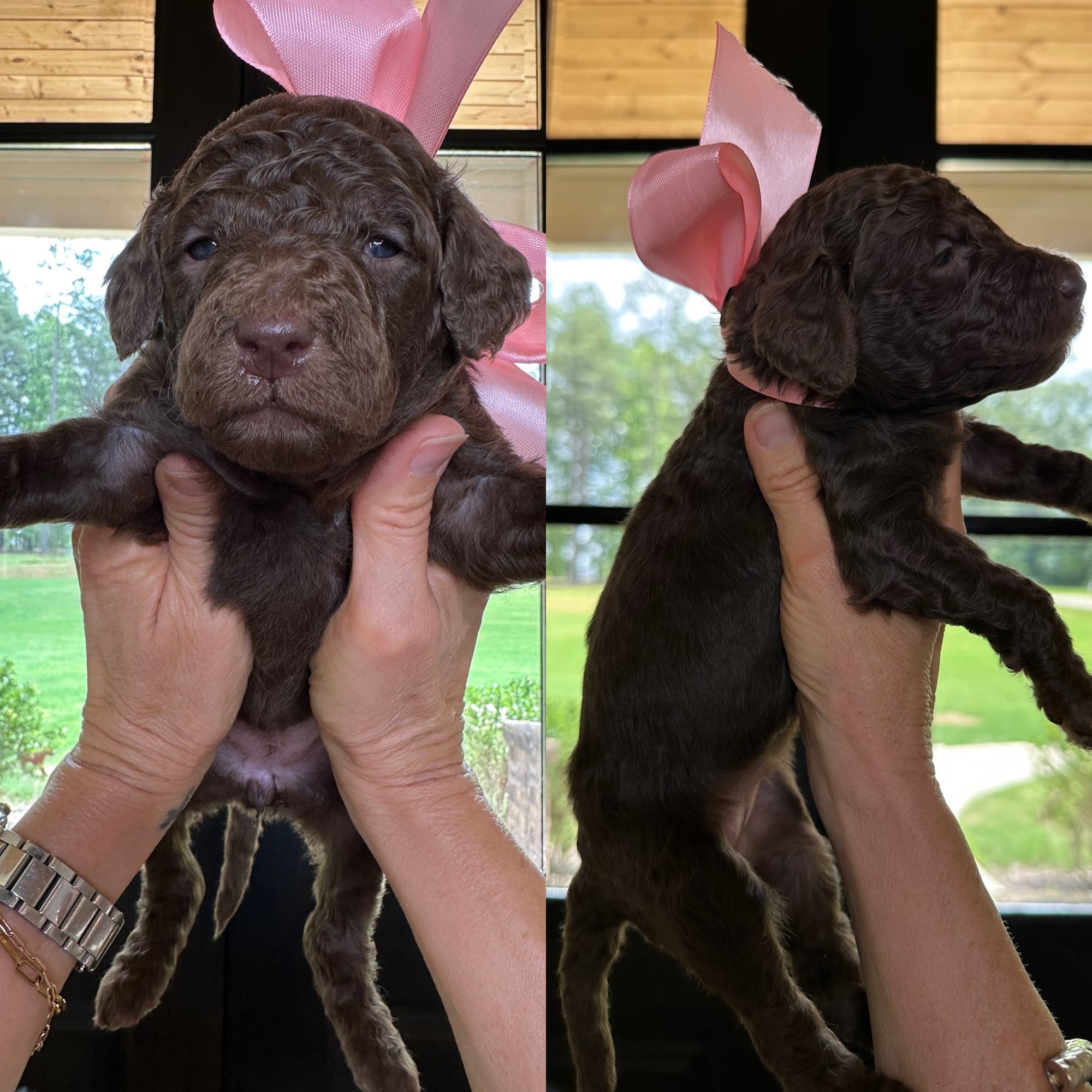 Bella and Bluey's medium/standard goldendoodle puppies (GO HOME JUNE 2026)