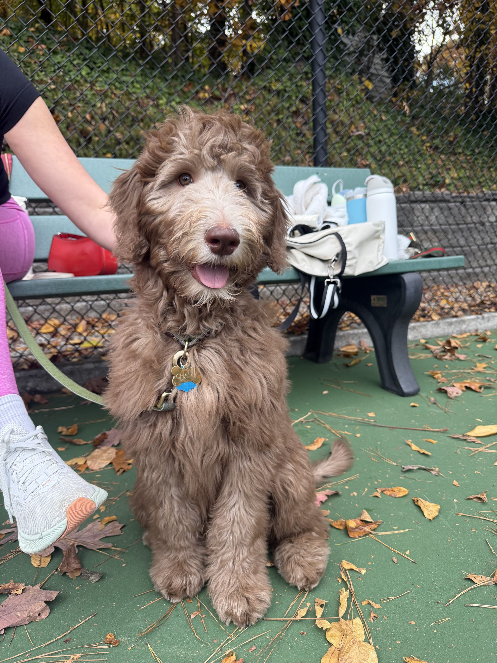 Mini Goldendoodle Litter