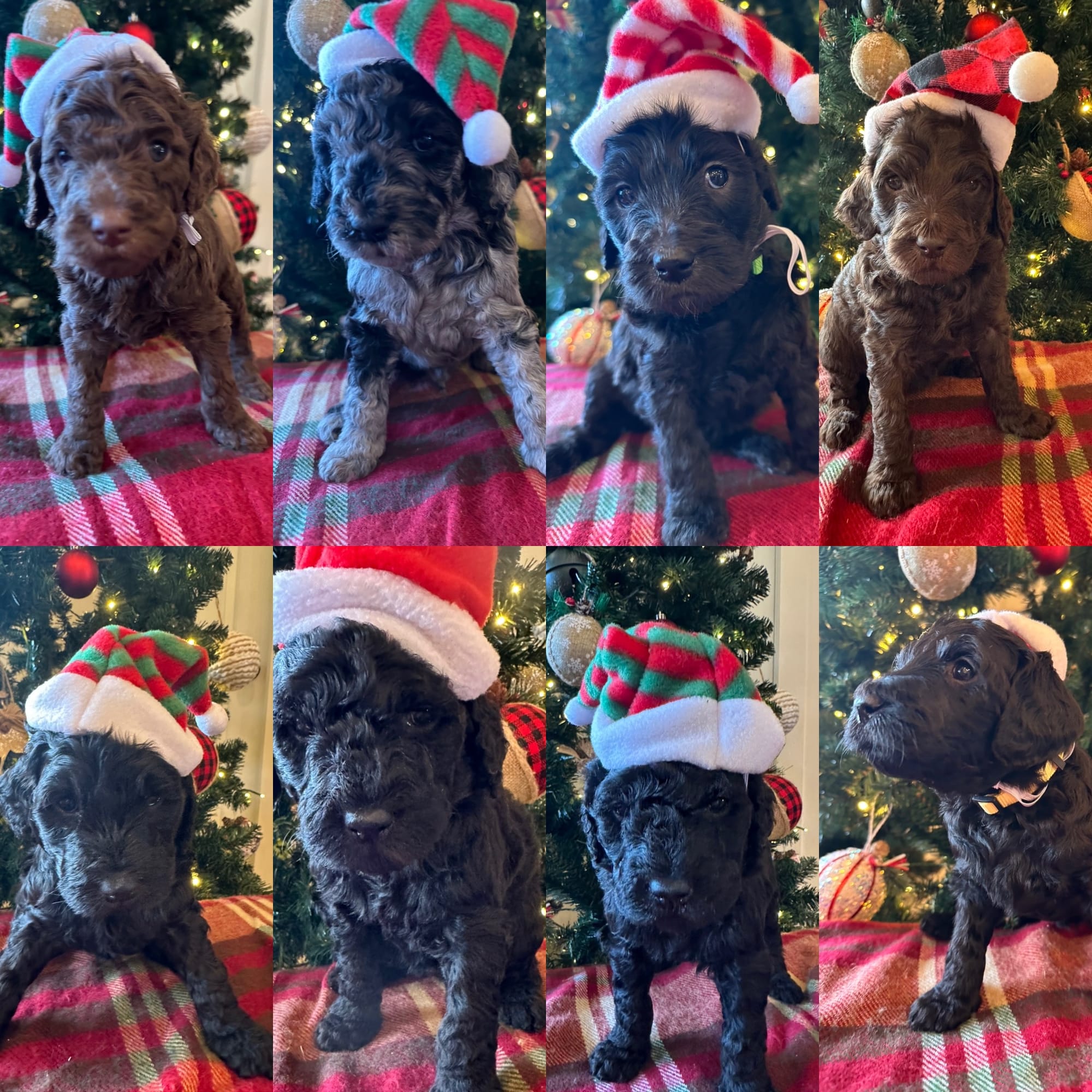 Mini Goldendoodle Litter
