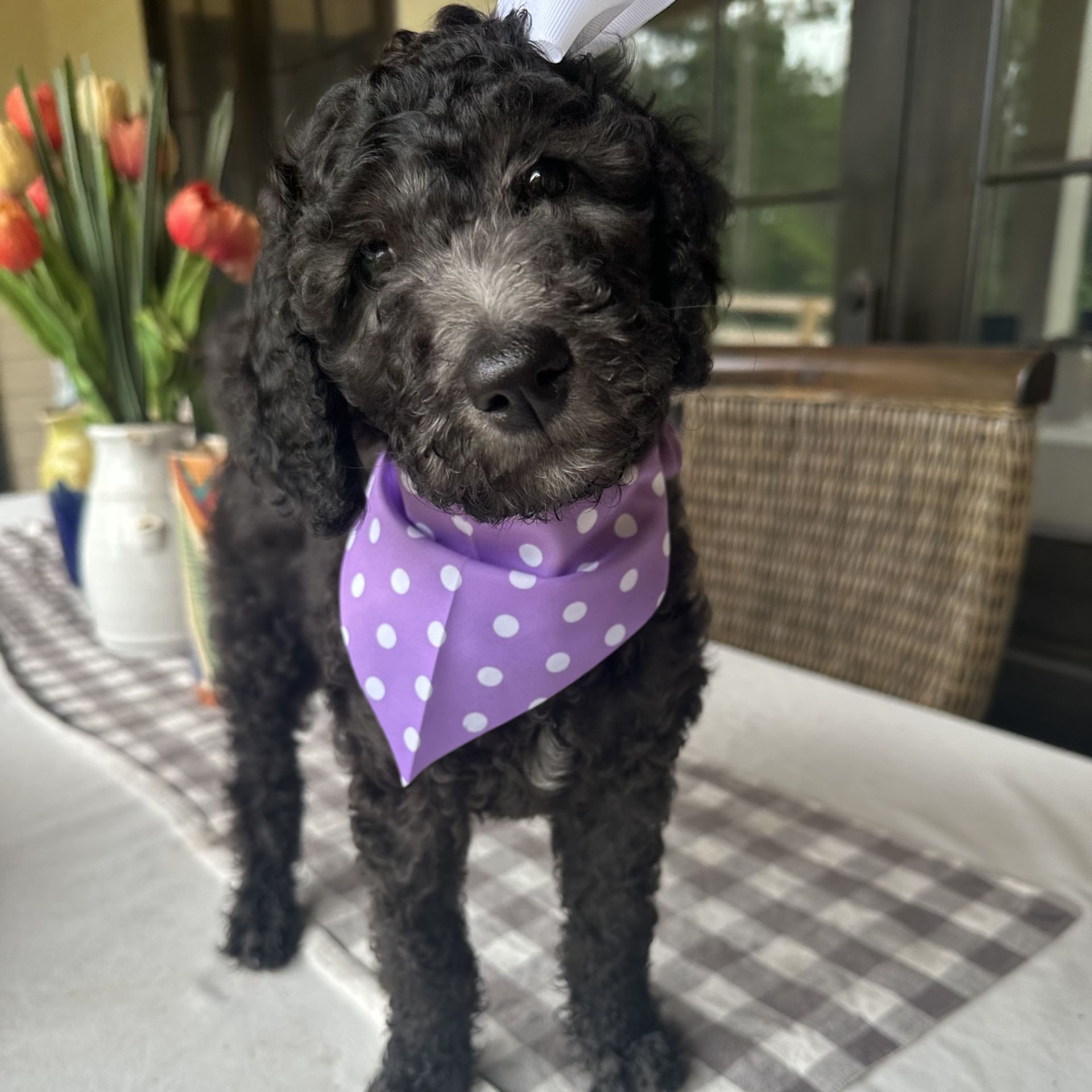 Bella's  FEMALE MEDIUM GOLDENDOODLE SANDIE
