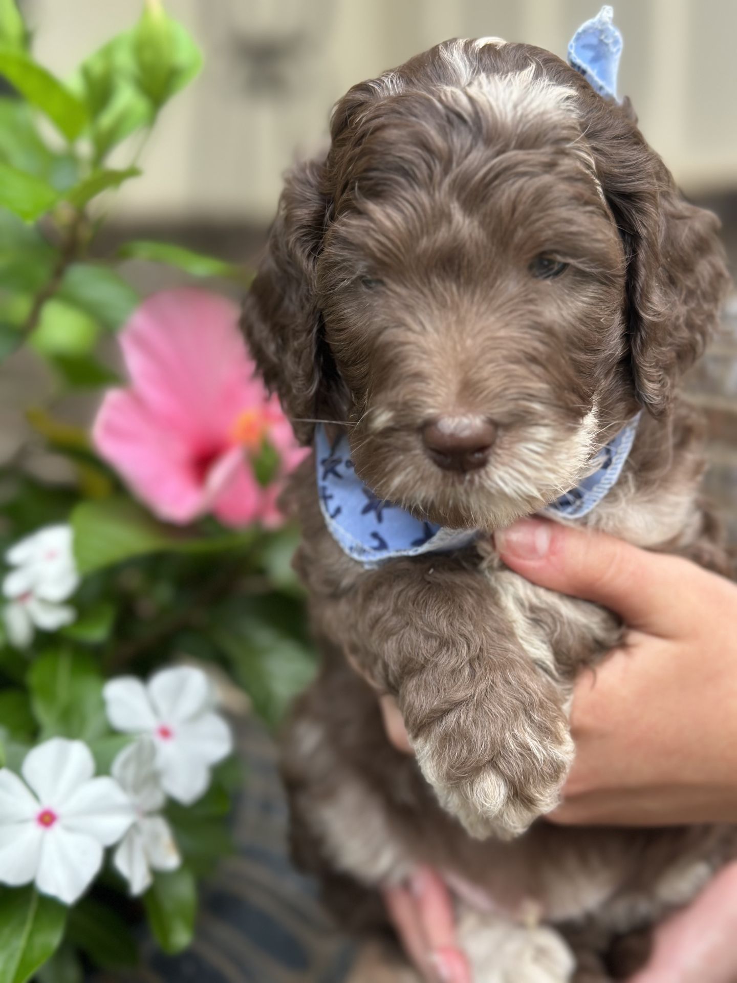 Bella's MALE MEDIUM GOLDENDOODLE SUNNY