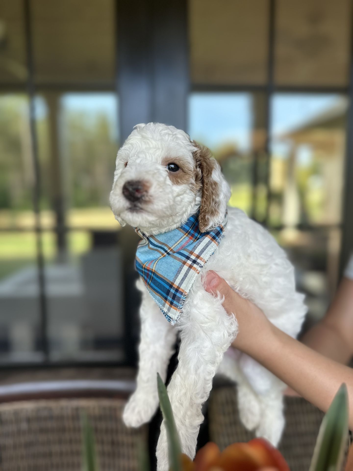 Cherry's MALE MINI GOLDENDOODLE TANGO