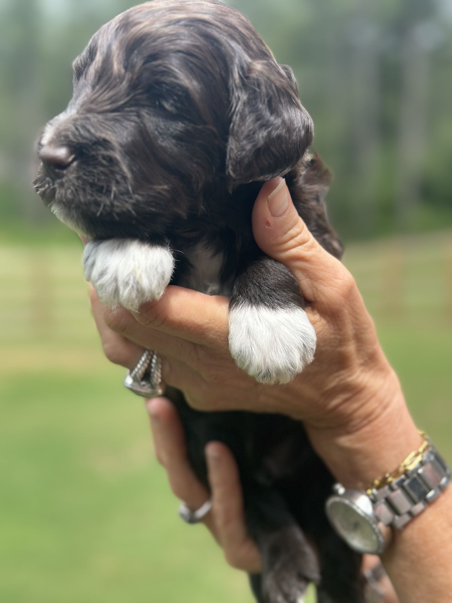 Kiley’s MALE mini goldendoodle ESPRESSO
