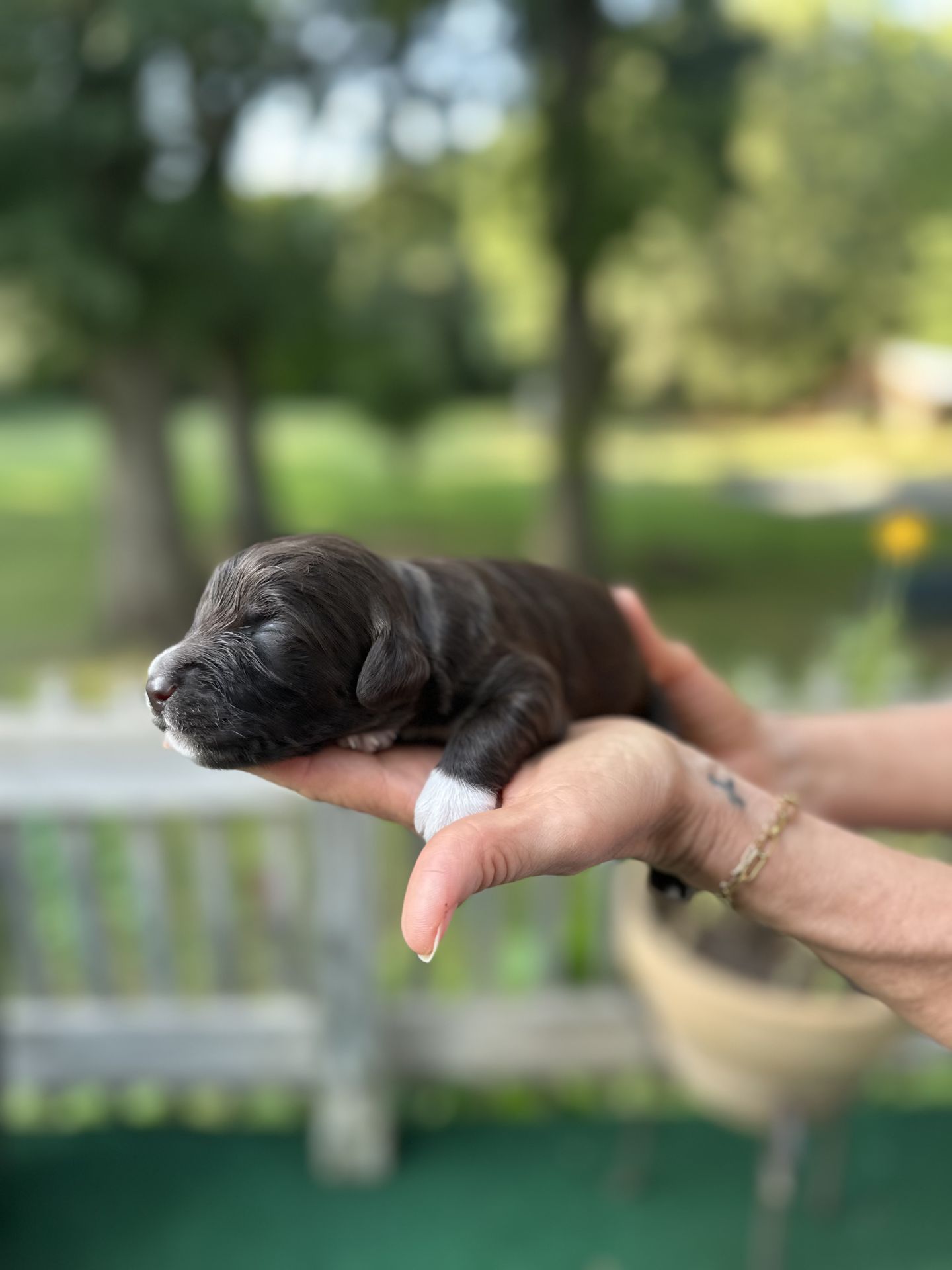 Kiley’s MALE mini goldendoodle ESPRESSO