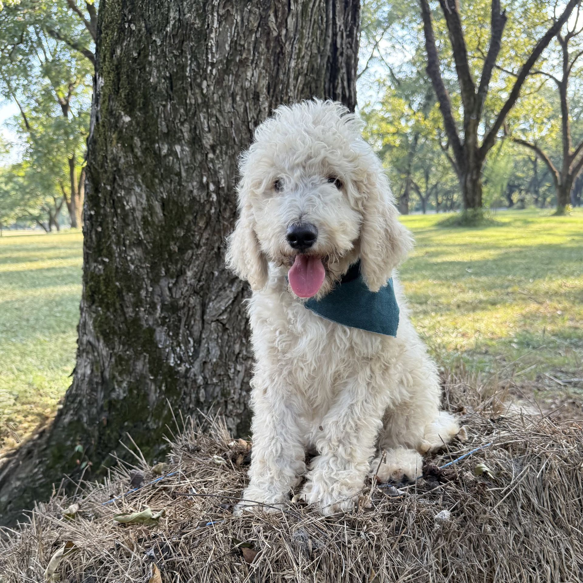 Medium F1B Goldendoodle MALE cash