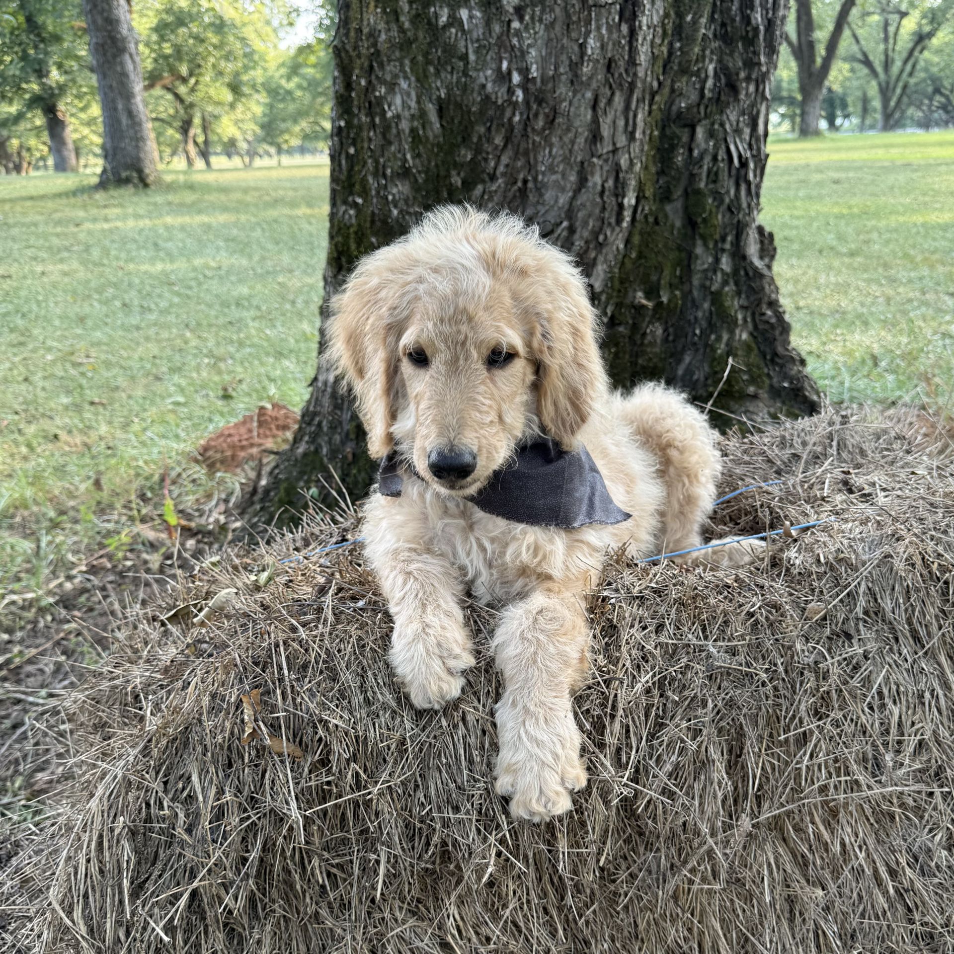 Medium F1B Goldendoodle MALE  samson