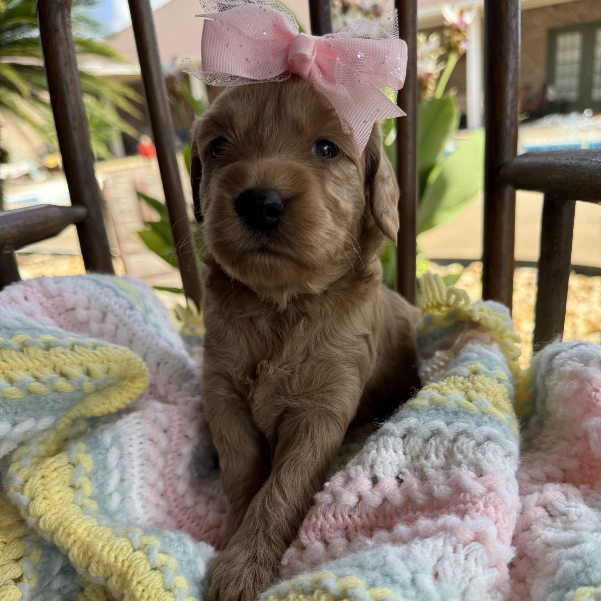 Mini goldendoodle female LIGHT PINK
