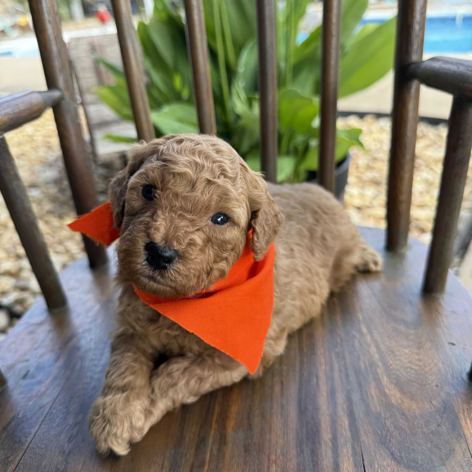 Mini goldendoodle male ORANGE