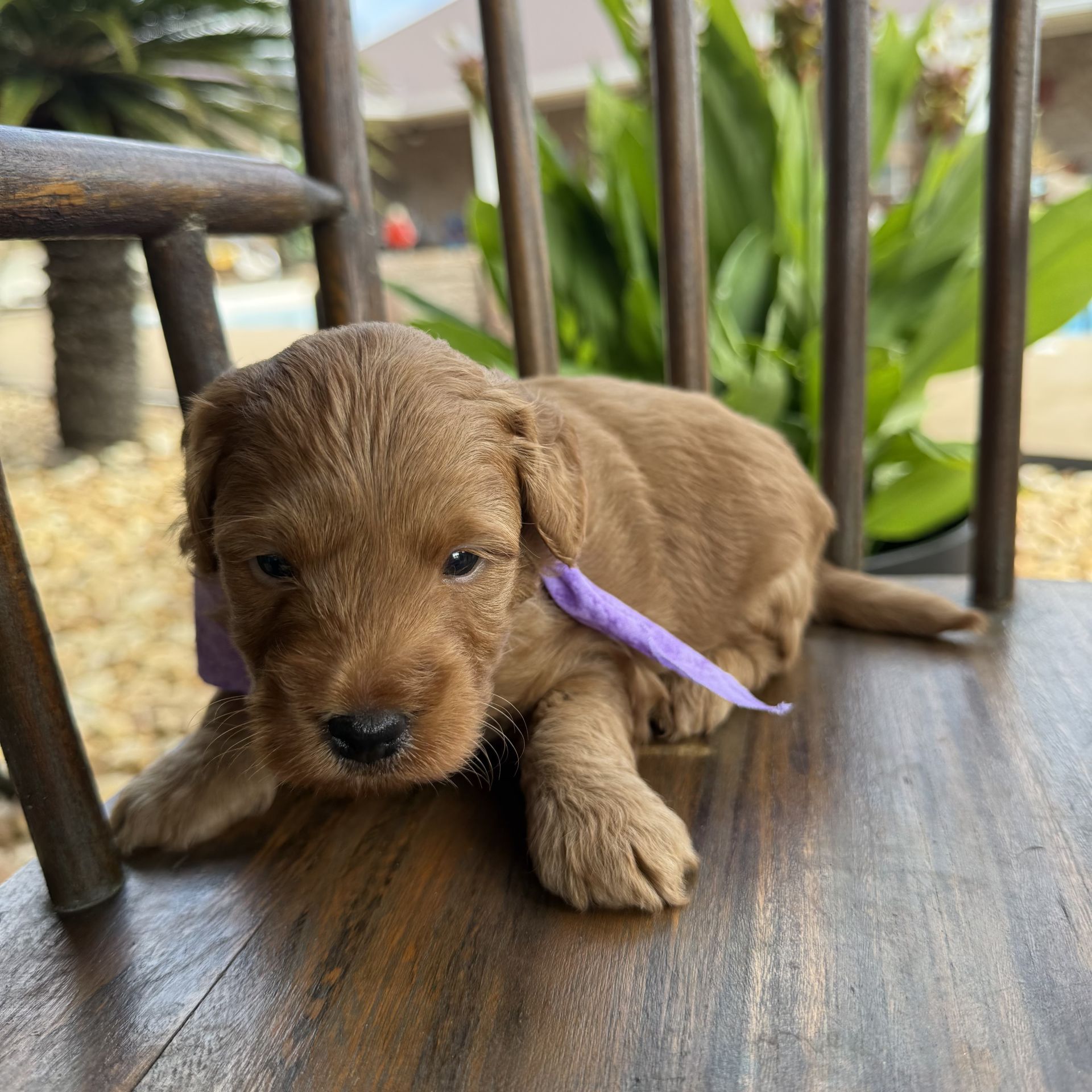 Mini goldendoodle male PURPLE