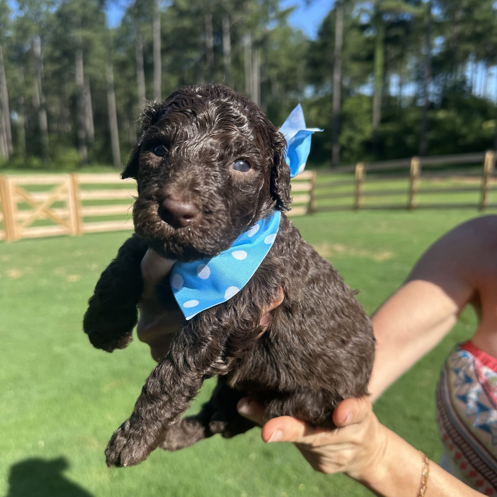 Skylar’s MALE medium goldendoodle COAST